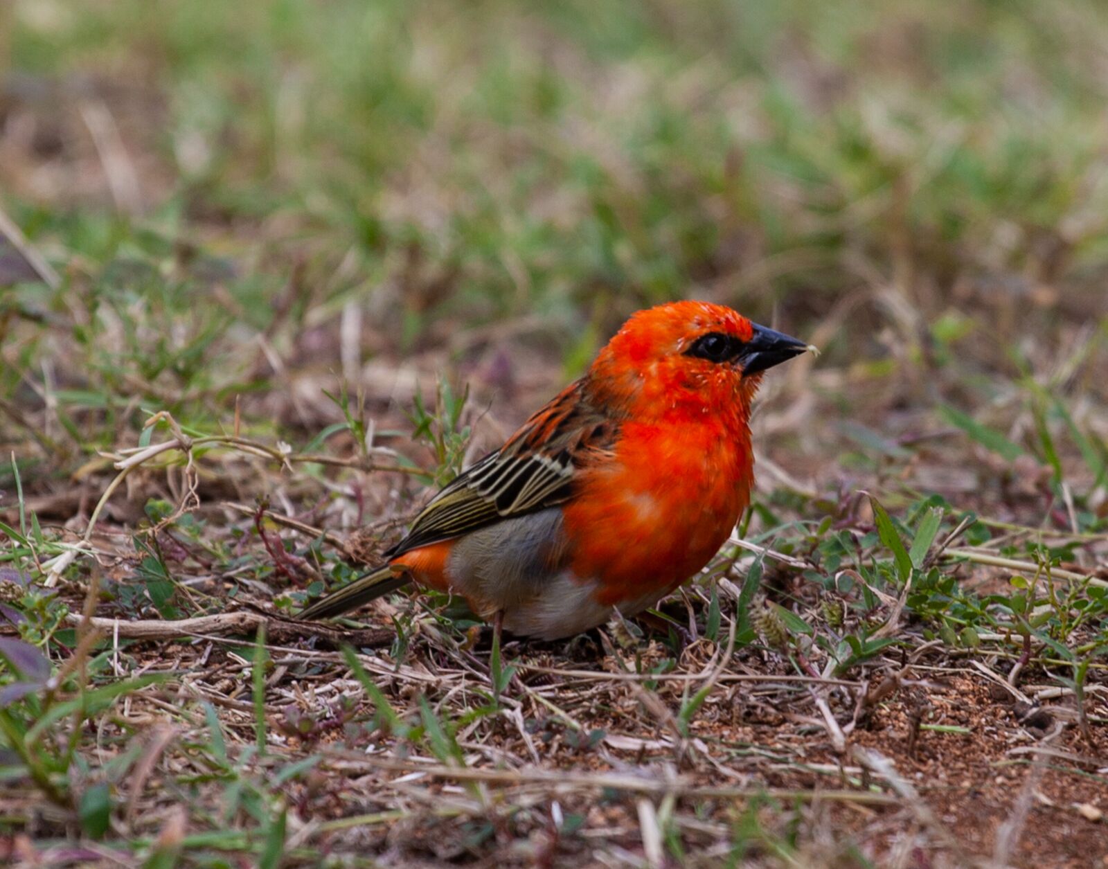 Canon EF 70-200mm F4L USM sample photo. Red fody, red bird photography