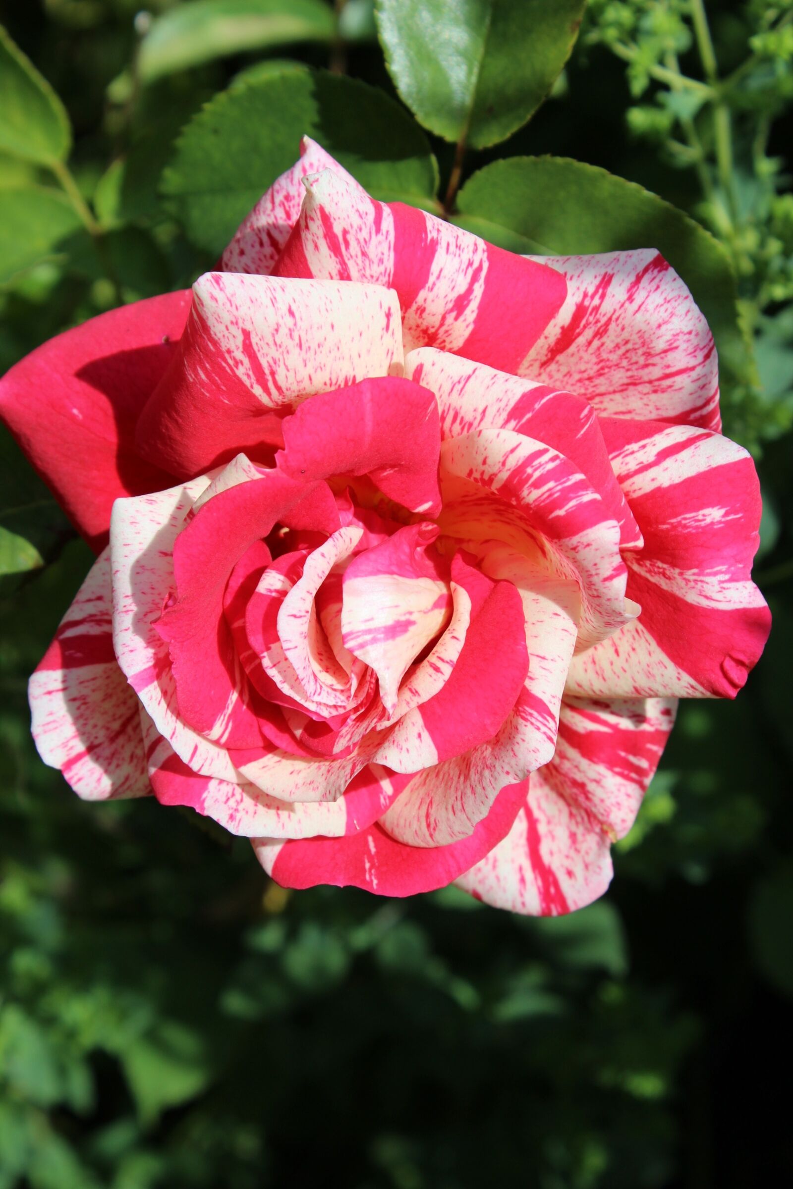 Canon EOS 600D (Rebel EOS T3i / EOS Kiss X5) sample photo. Rose, white pink, pink photography