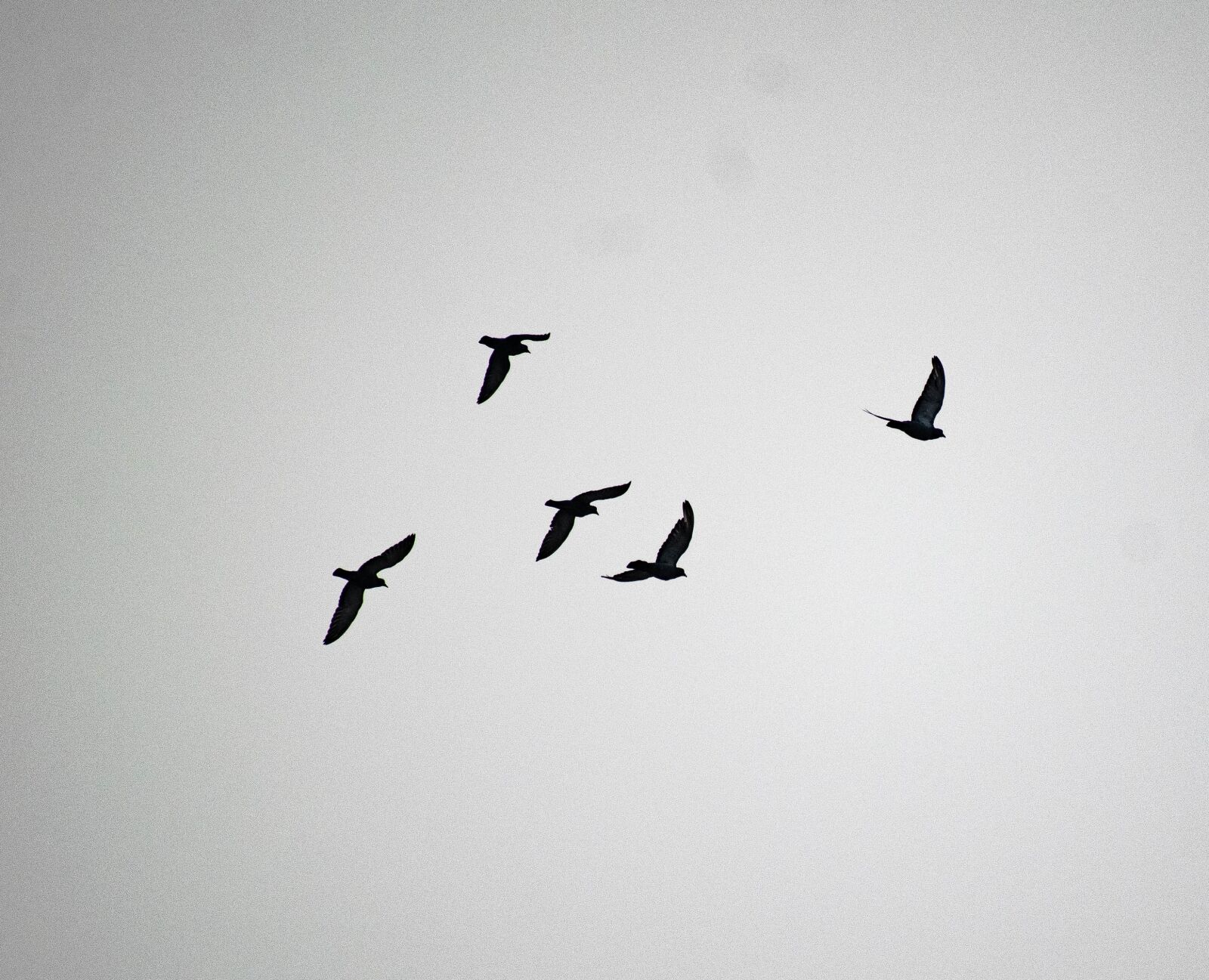 Nikon D3300 sample photo. Pigeon, flock, flying photography