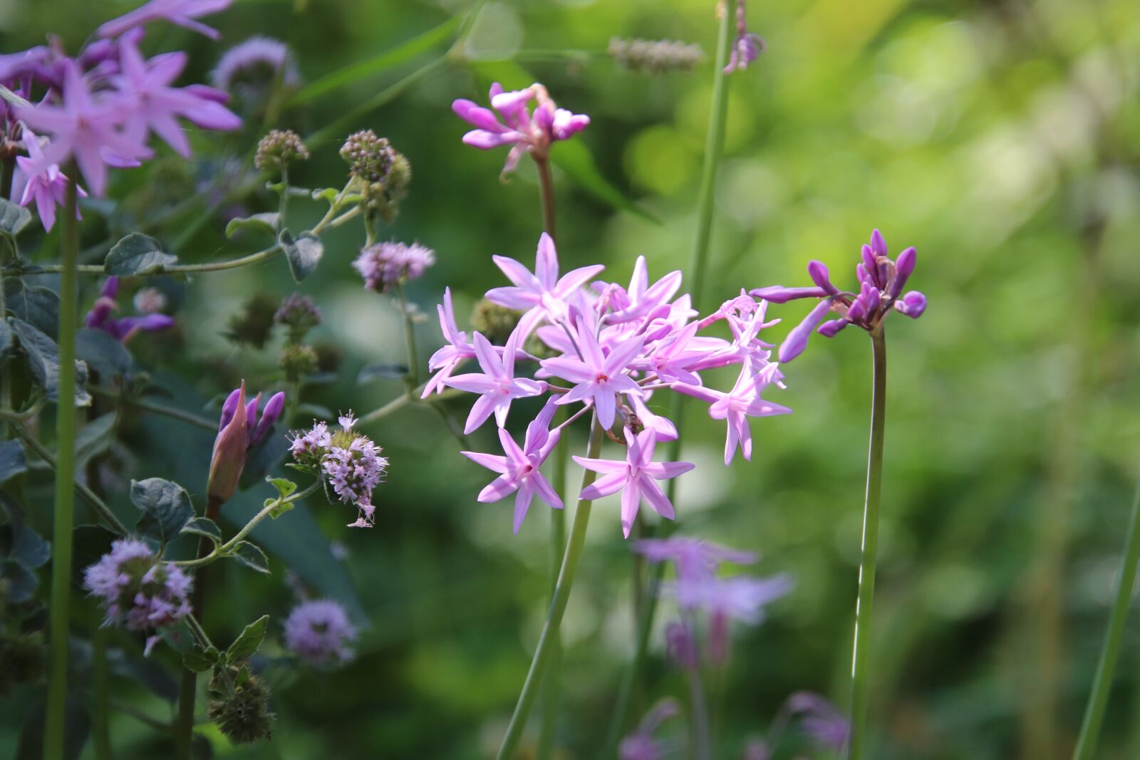 Canon EOS 800D (EOS Rebel T7i / EOS Kiss X9i) sample photo. Flowers, plants, color pink photography
