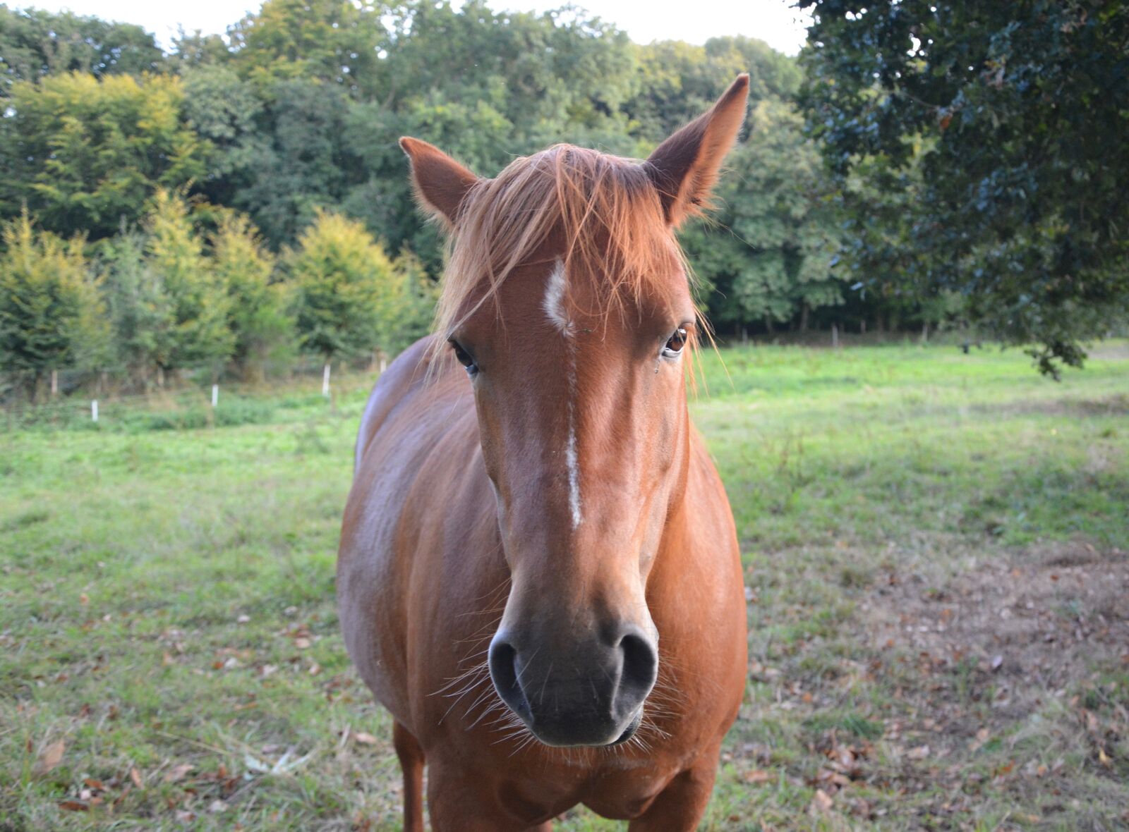 Nikon D5200 sample photo. Horse, broodmare, mare photography