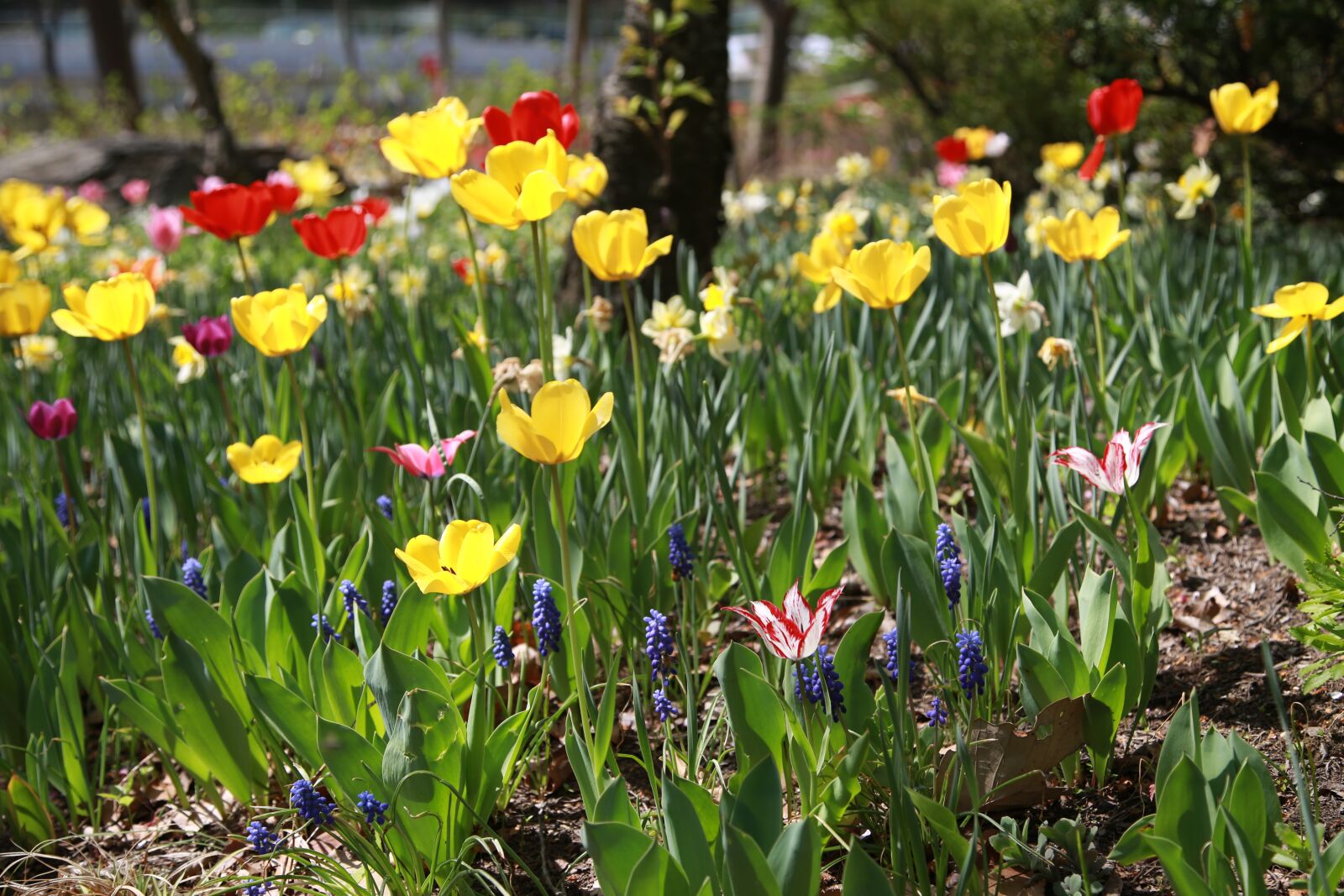 Canon EOS 6D + Canon EF 24-105mm F4L IS USM sample photo. Tulip, garden, nature photography