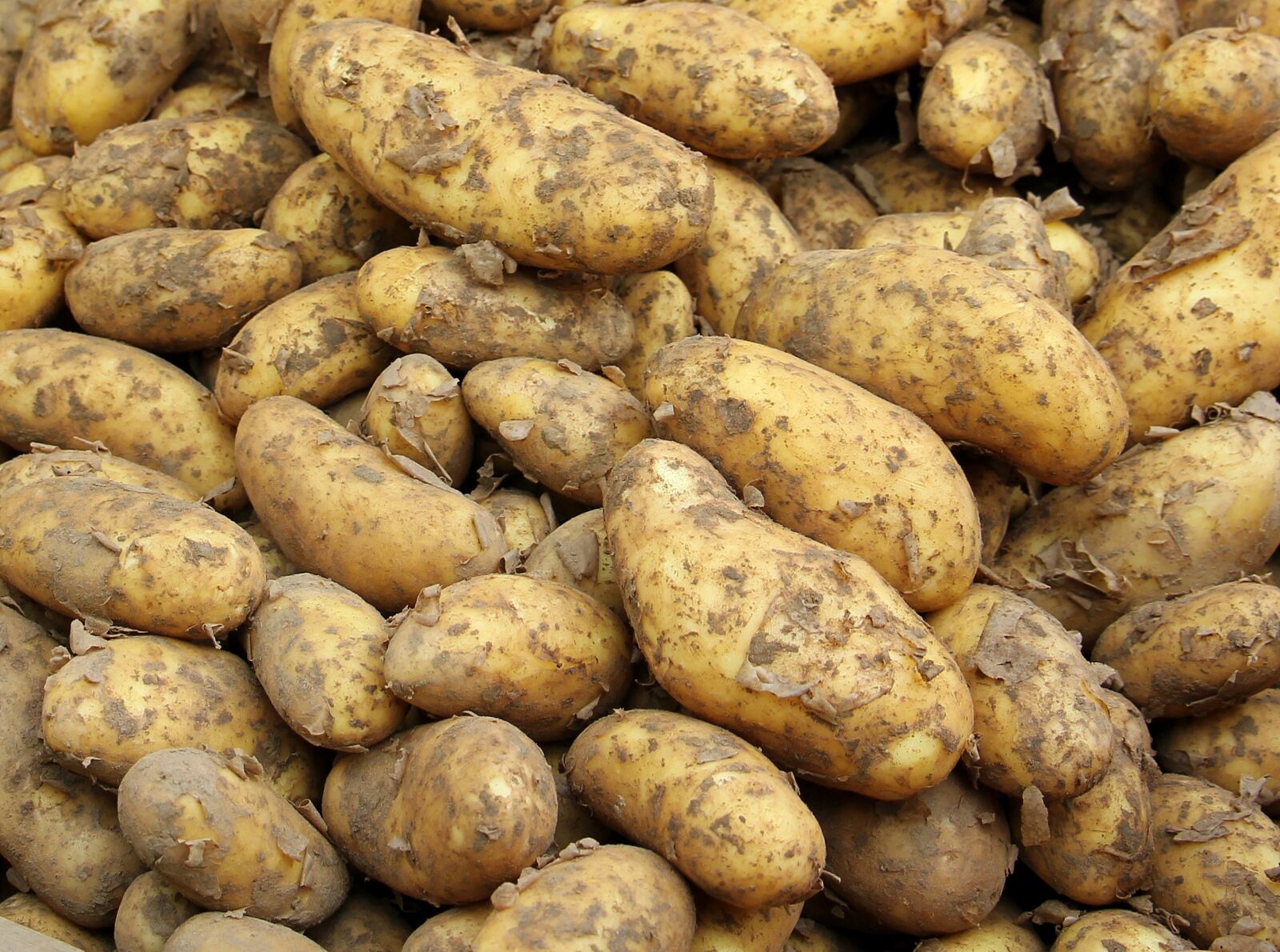 Canon EOS 550D (EOS Rebel T2i / EOS Kiss X4) sample photo. Potato, new crop, food photography