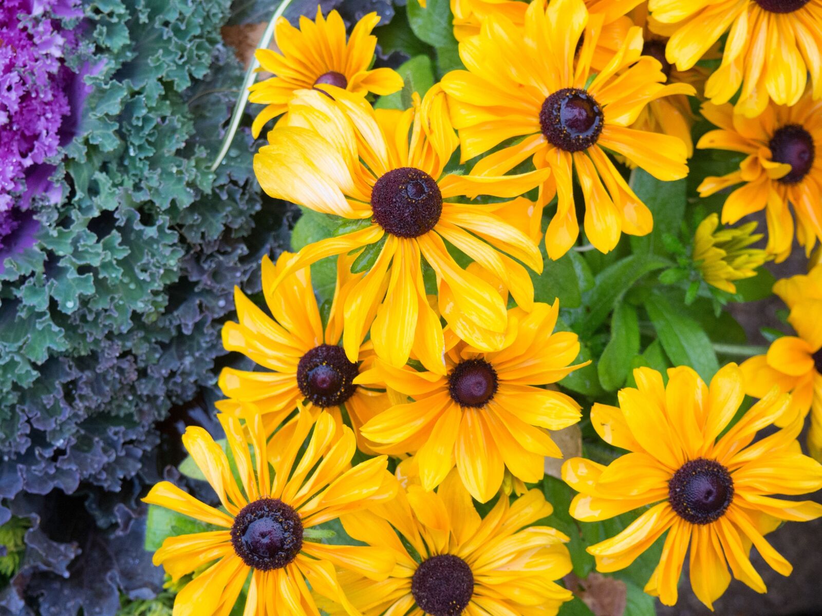 Olympus OM-D E-M10 sample photo. Flowers, nature, blossoms photography