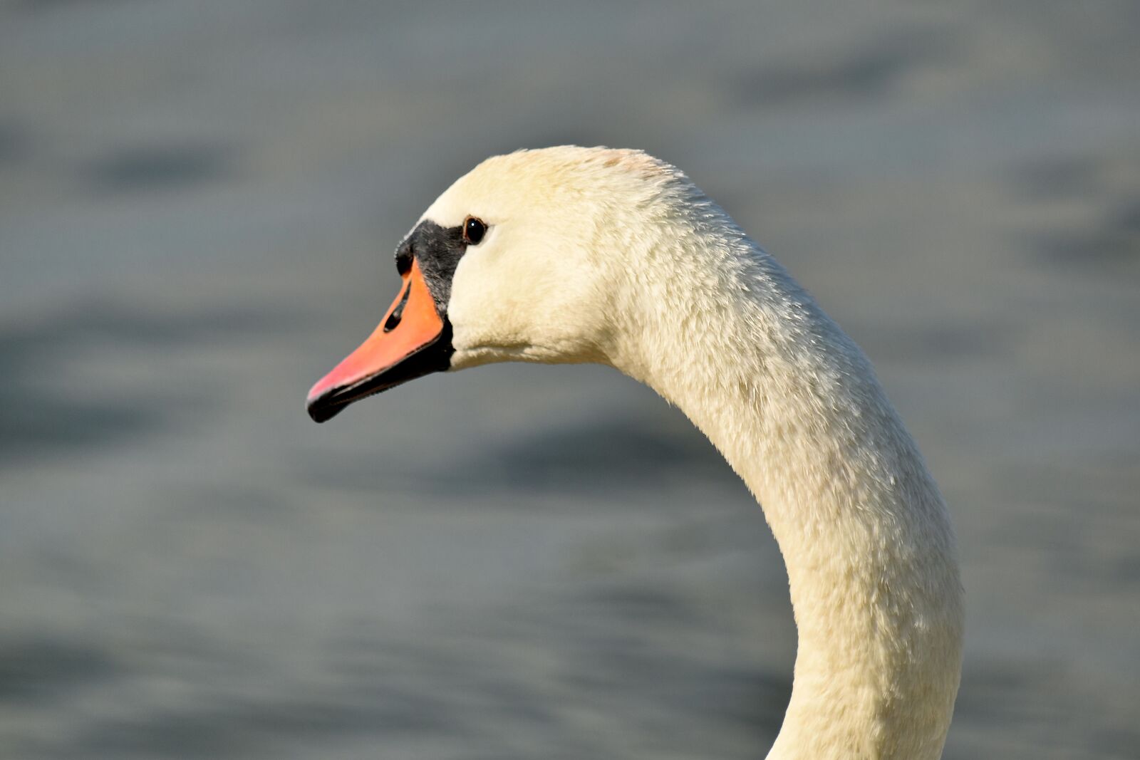Nikon D5500 sample photo. Elegance, neck, side view photography