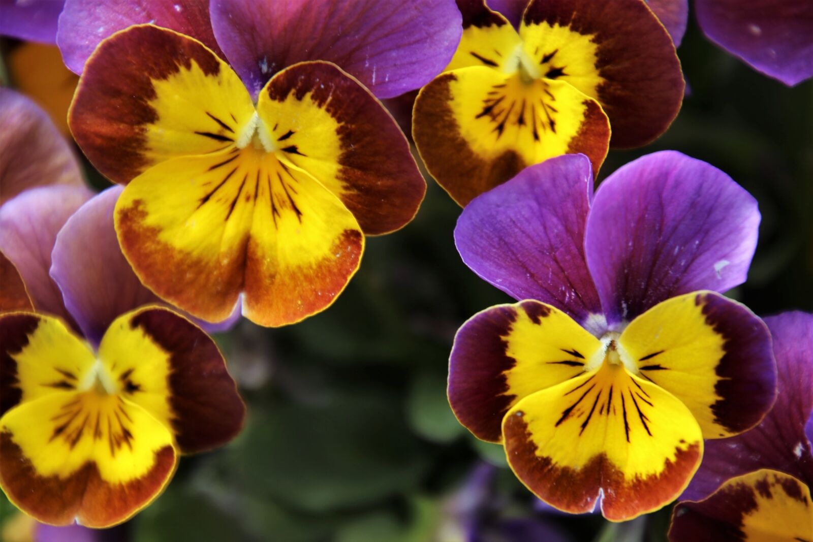 Canon EOS 80D sample photo. Flowers, garden, pansies photography