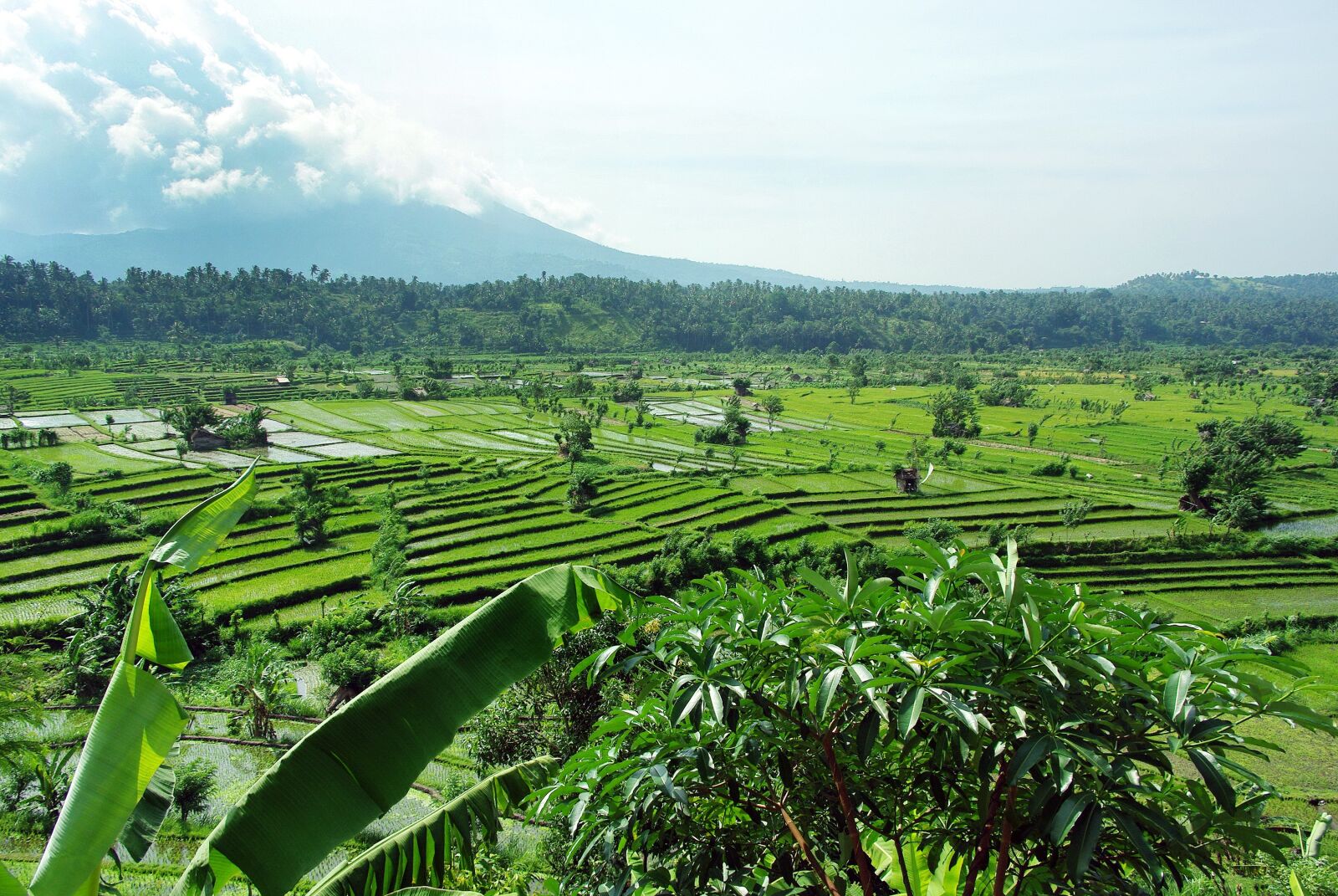 Pentax K200D sample photo. Indonesia, bali, rice photography