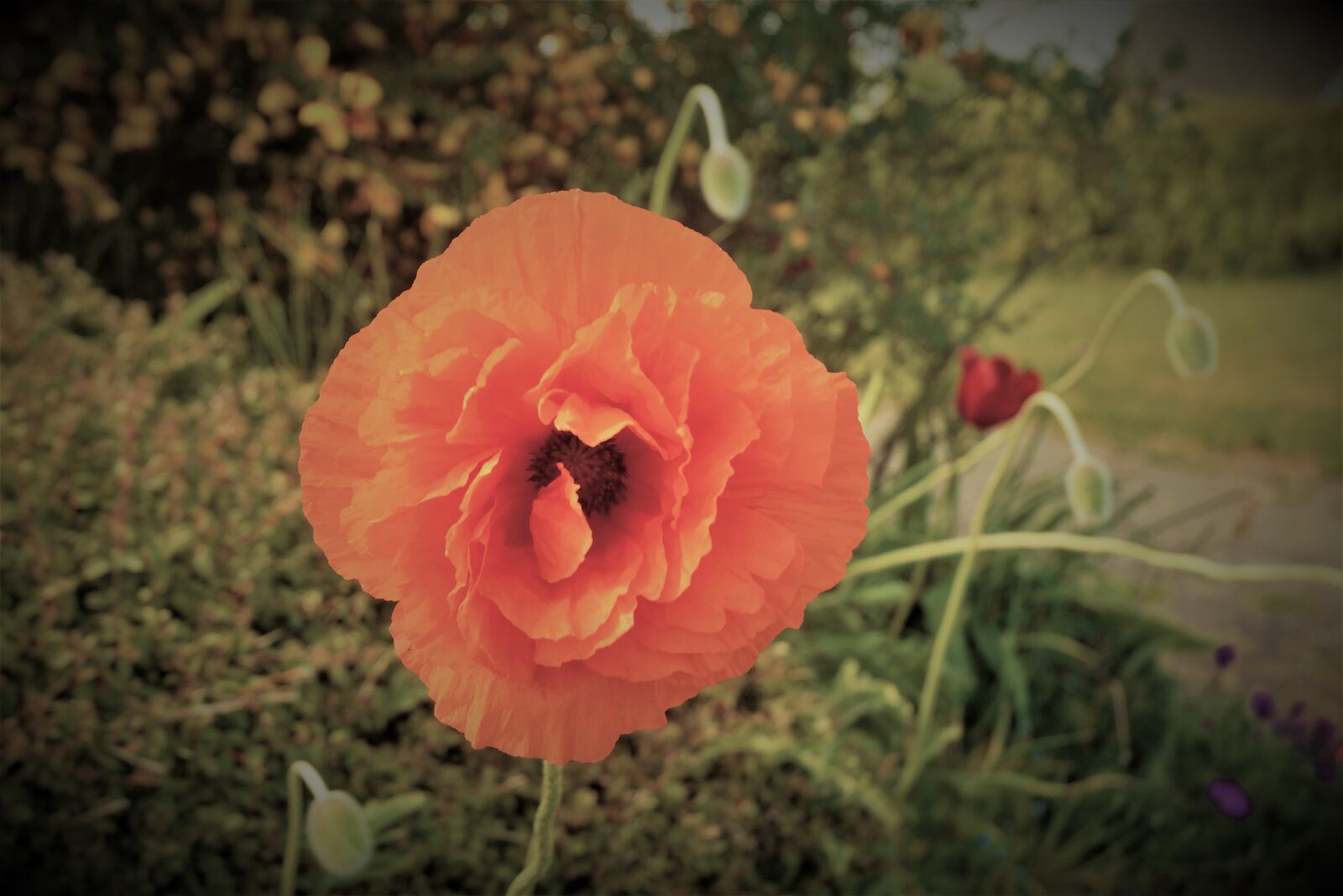Nikon D7100 sample photo. Flower, poppy, summer photography
