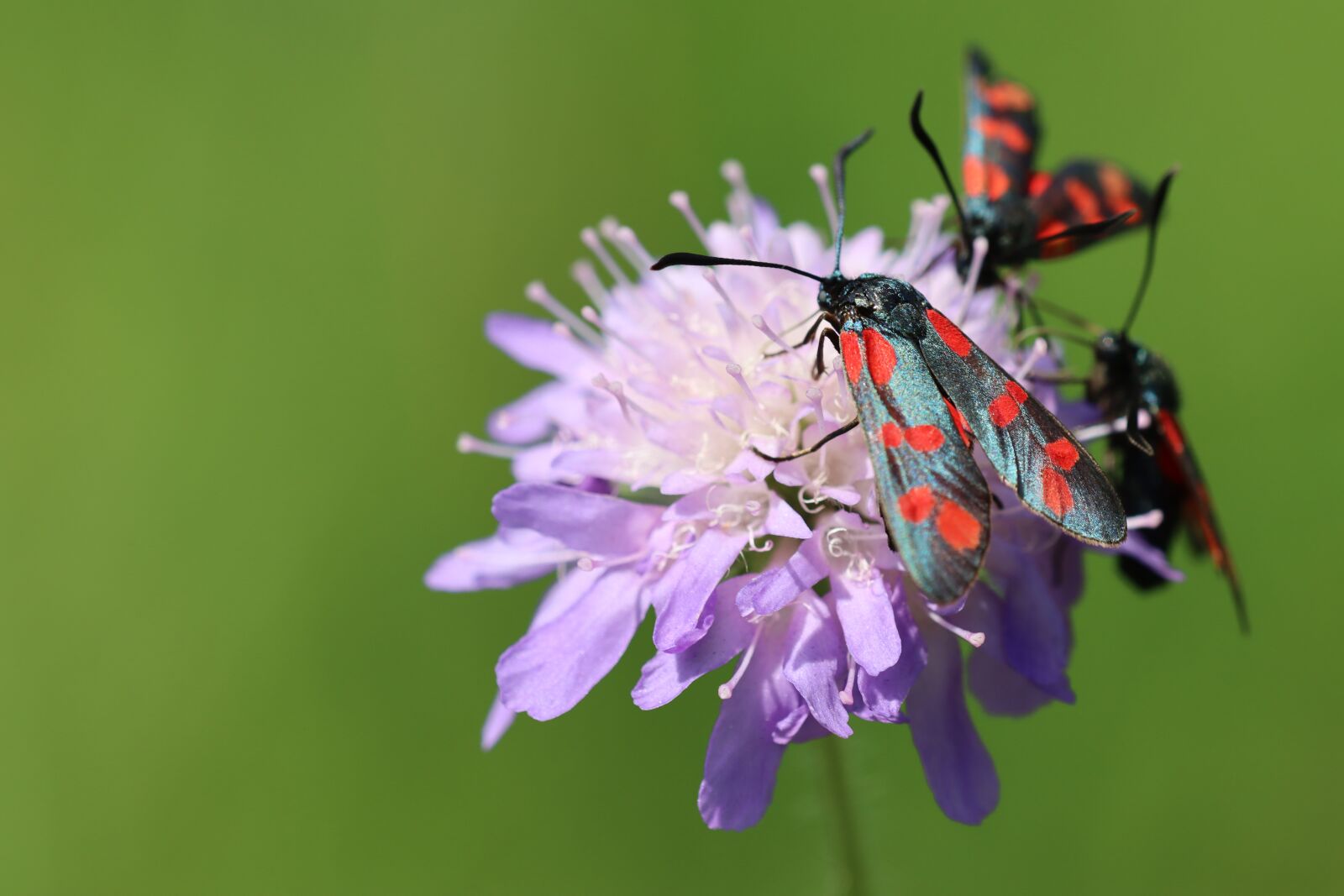 Canon EOS 90D sample photo. Red, drexel, butterfly photography