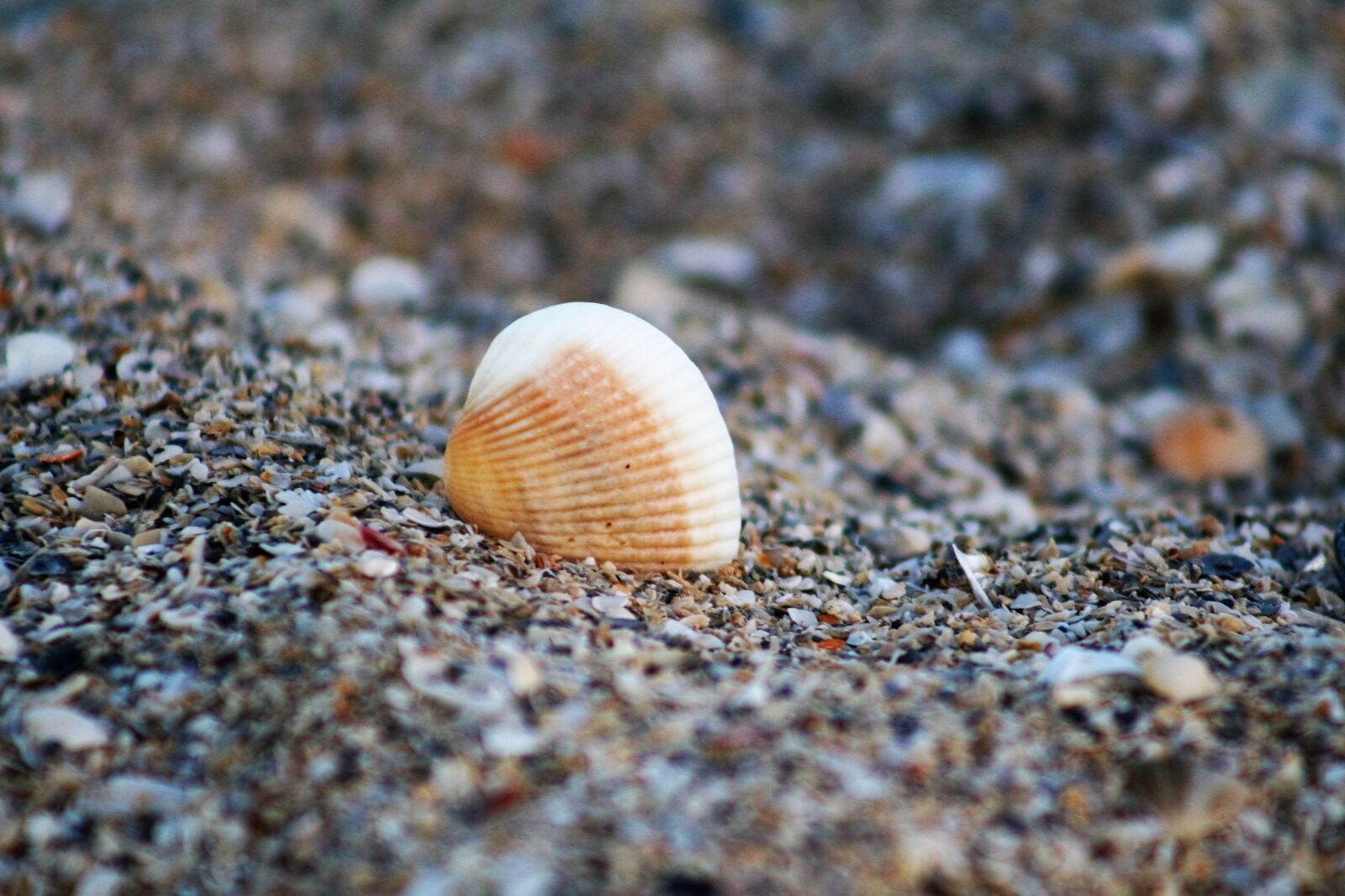 Canon EOS 20D sample photo. Shell, sea shell, beach photography