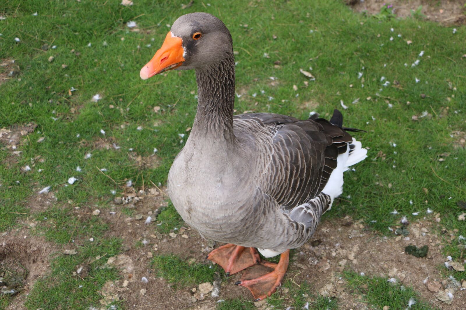 Canon EOS 70D sample photo. Goose, greylag goose, bird photography
