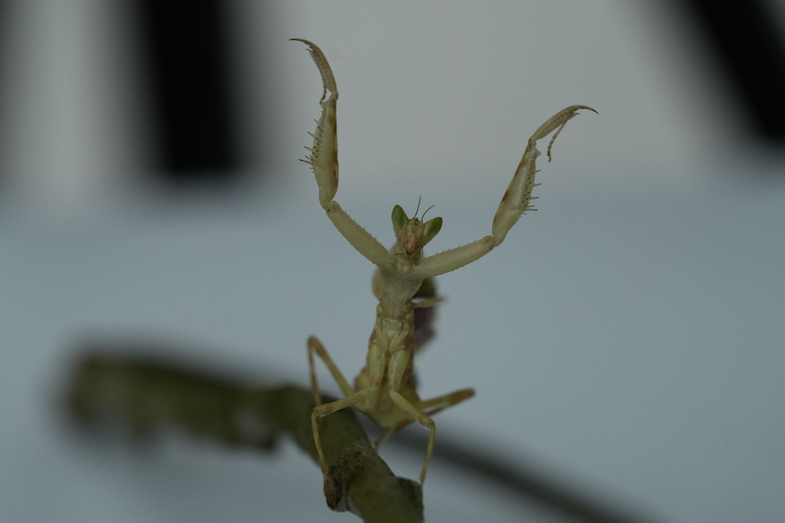 Sony a7R V sample photo