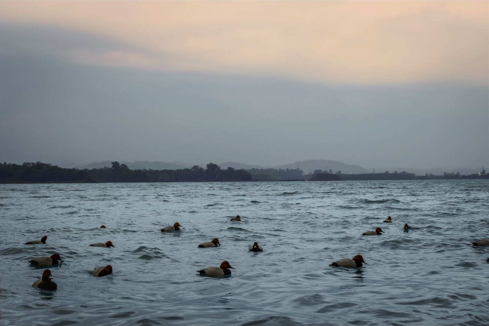 Nikon D3300 sample photo. Ducks, swimming, lake photography
