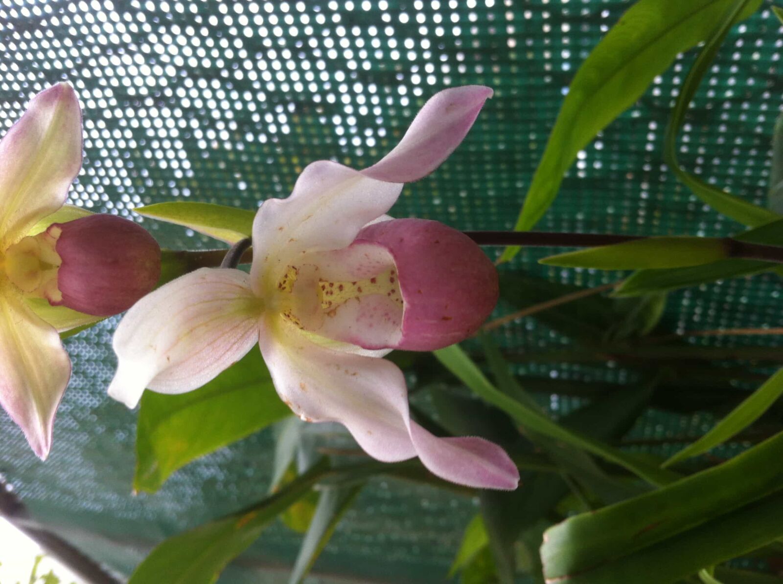 iPhone 4 back camera 3.85mm f/2.8 sample photo. Orchid flower, leaf, garden photography