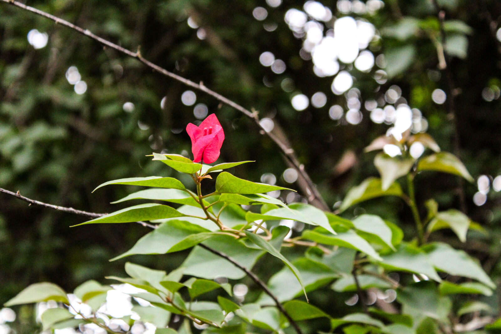 Canon EOS 1300D (EOS Rebel T6 / EOS Kiss X80) sample photo. Desktop, wallpaper, flowers, flowers photography