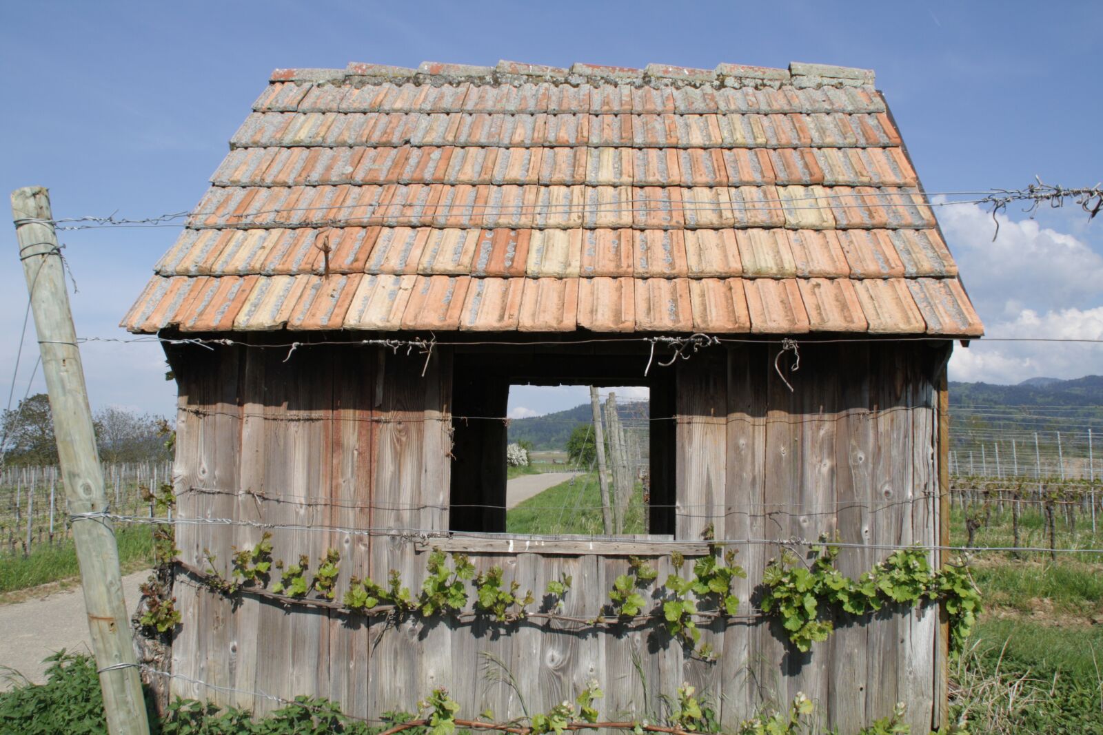 Canon EOS 1000D (EOS Digital Rebel XS / EOS Kiss F) sample photo. Hut, vineyard, grapes photography