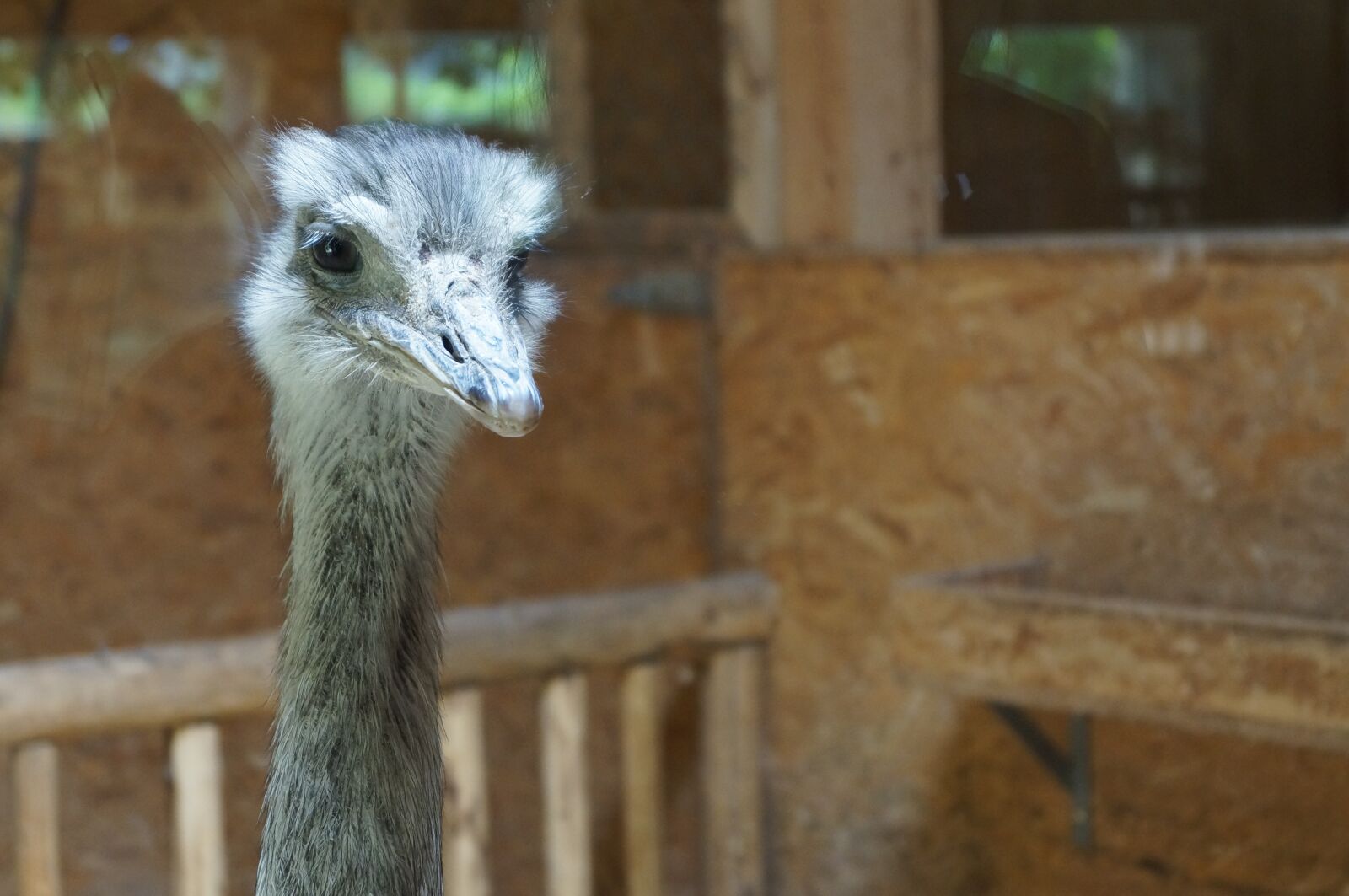 Sony SLT-A37 sample photo. Bouquet, ostrich head, flightless photography