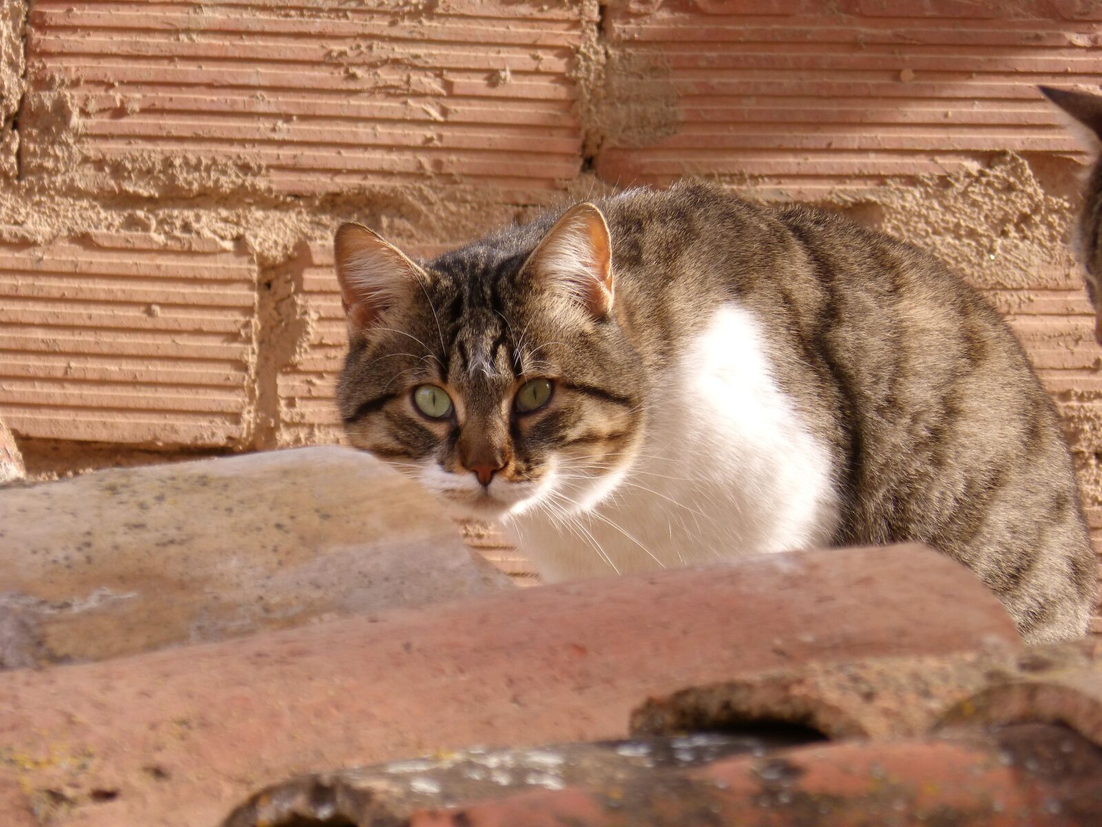 Panasonic DMC-FZ62 sample photo. Cat, housecat, roof photography