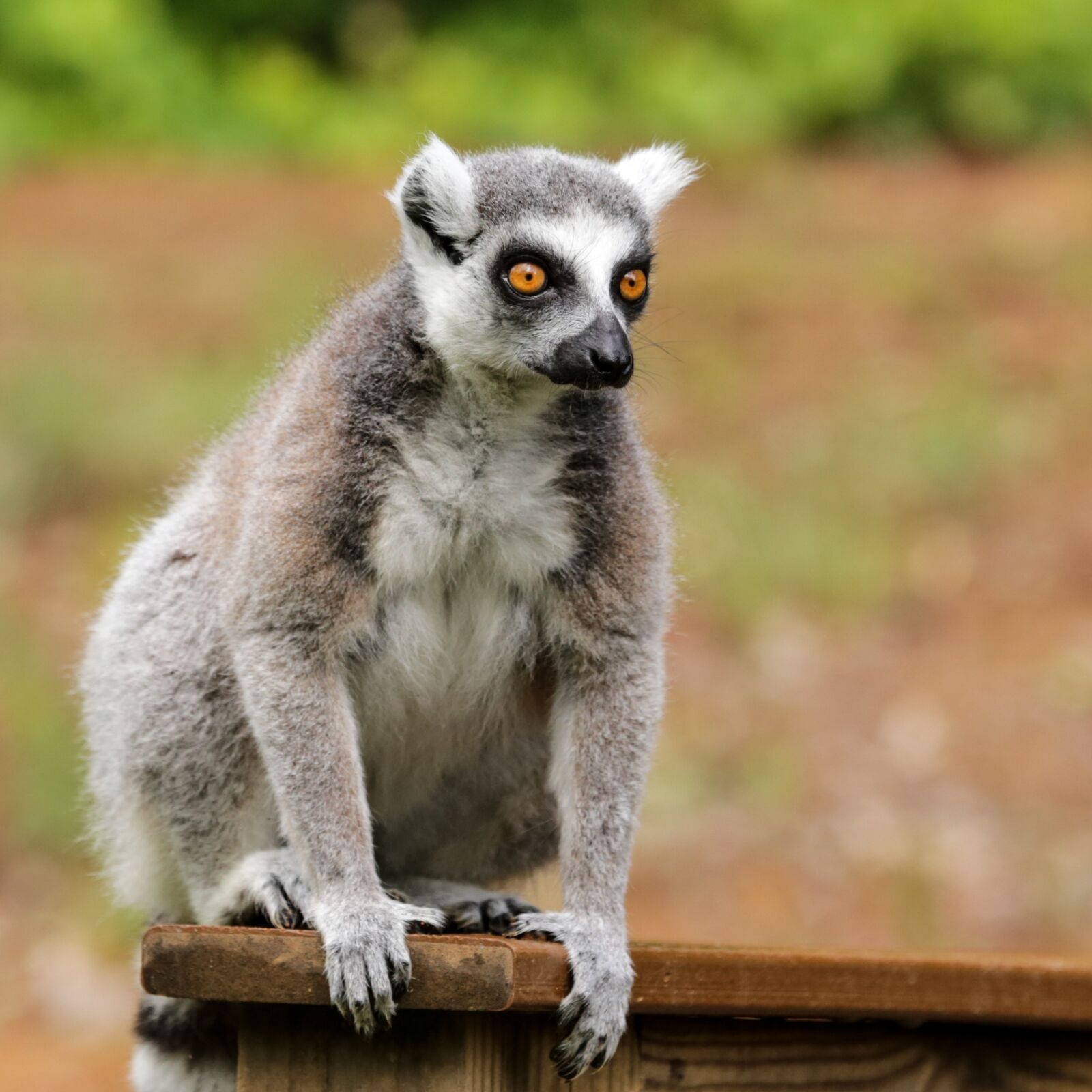 Canon EOS 6D sample photo. Ring-tailed lemur, lemur catta photography