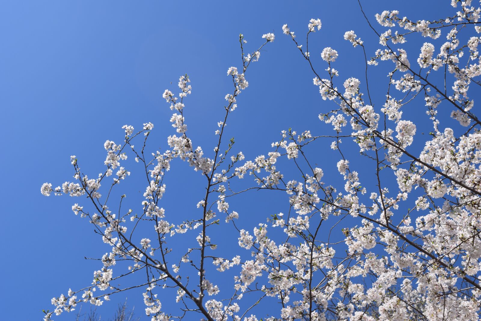 Nikon D3300 sample photo. Cherry, tree, branch photography