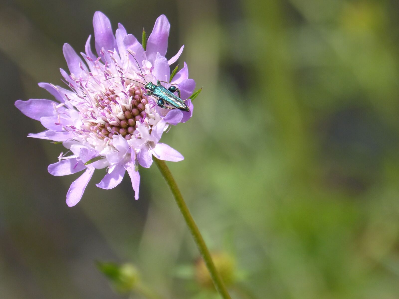 Panasonic DMC-FZ62 sample photo. Flower, scabiosa, green beetle photography