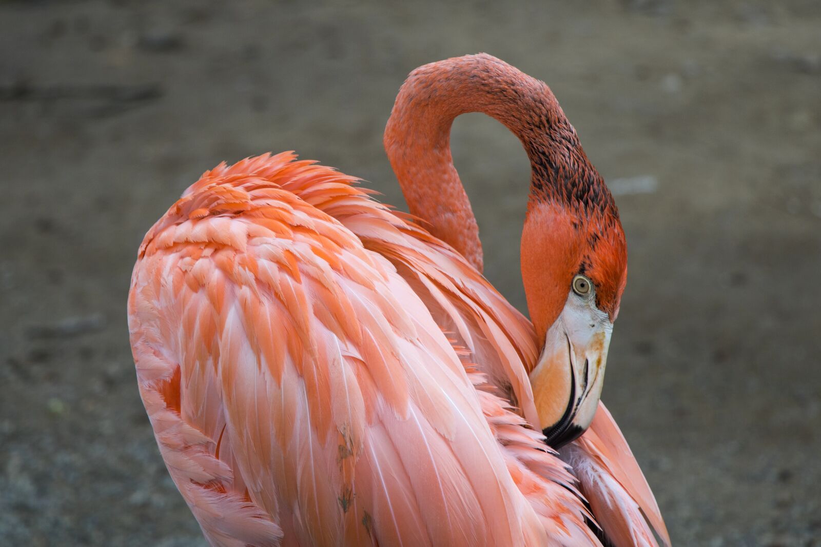Canon EOS 7D Mark II sample photo. Birds, wildlife photography