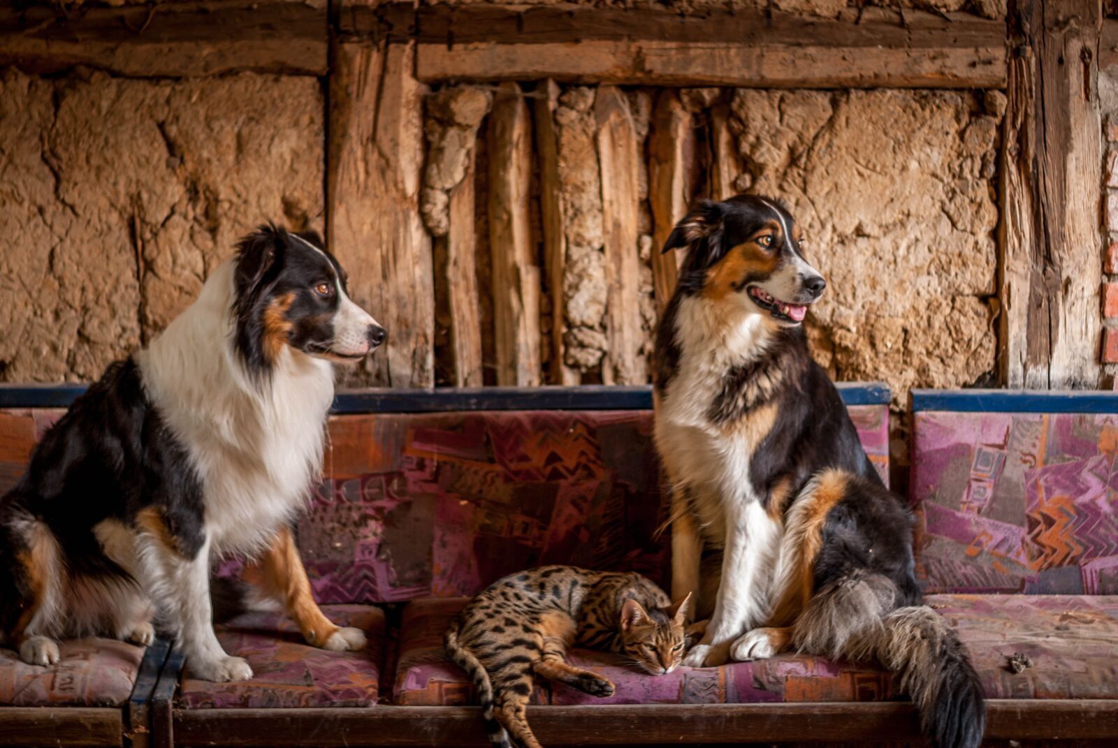 Nikon D80 sample photo. Border, collies, dog photography