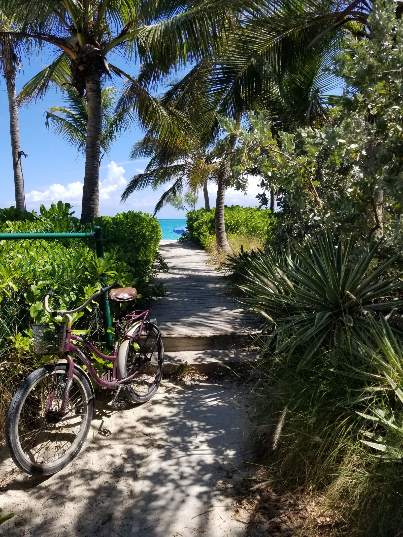 Samsung Galaxy S8 sample photo. Palm, beach, bicycle photography