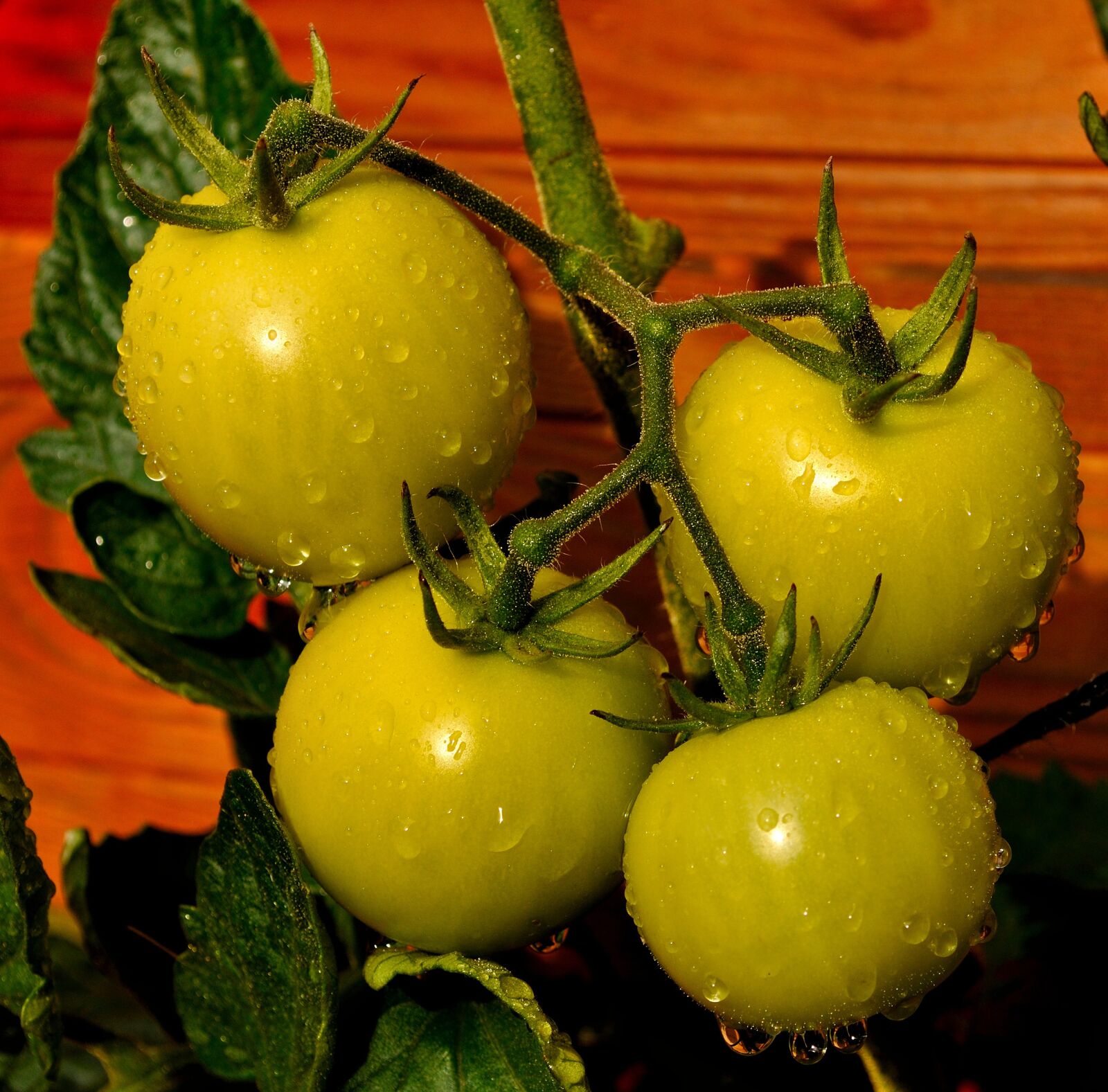 Nikon D5000 sample photo. Garden, eat, tomato photography