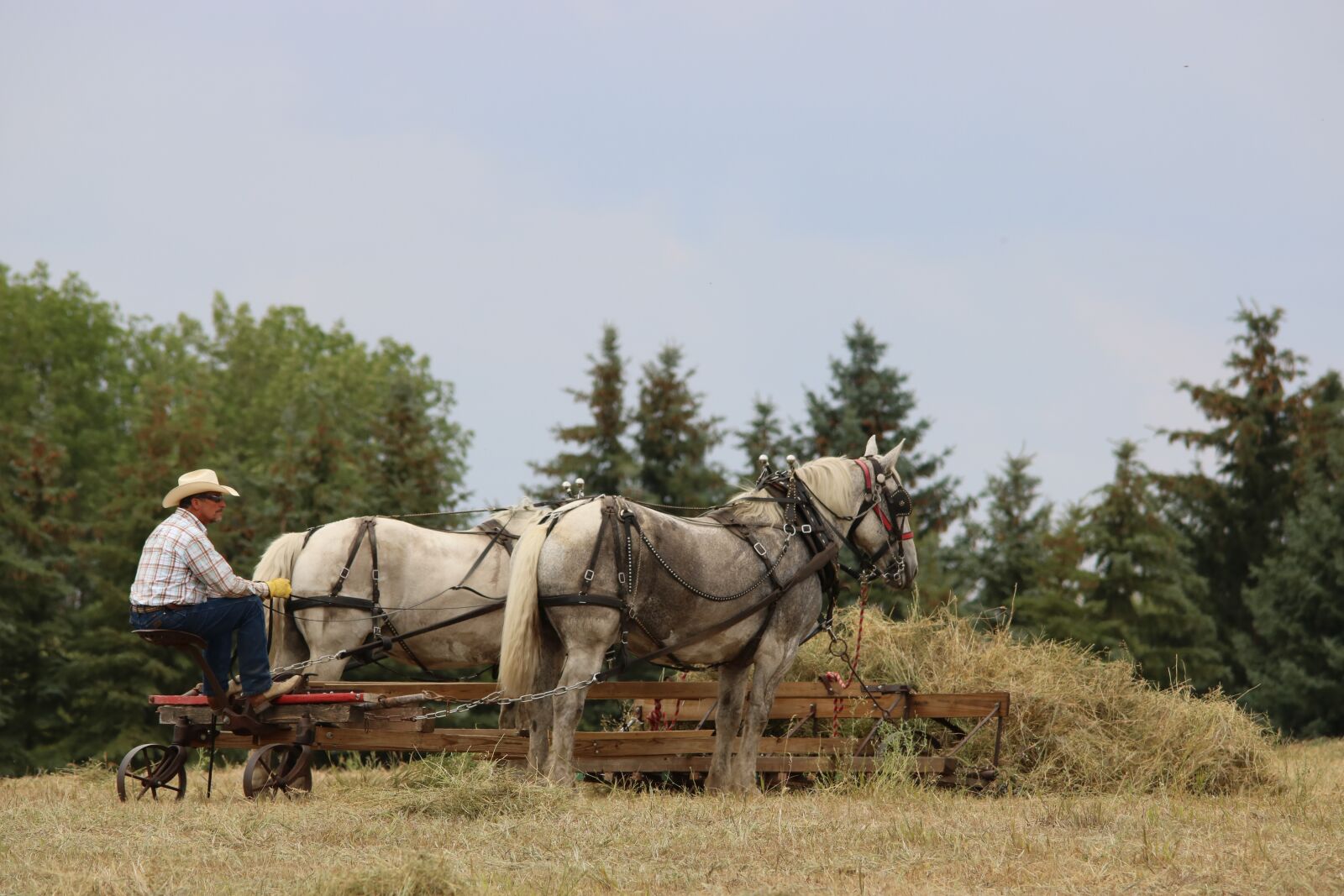 Canon EOS 750D (EOS Rebel T6i / EOS Kiss X8i) sample photo. Horses, cowboy, farmer photography