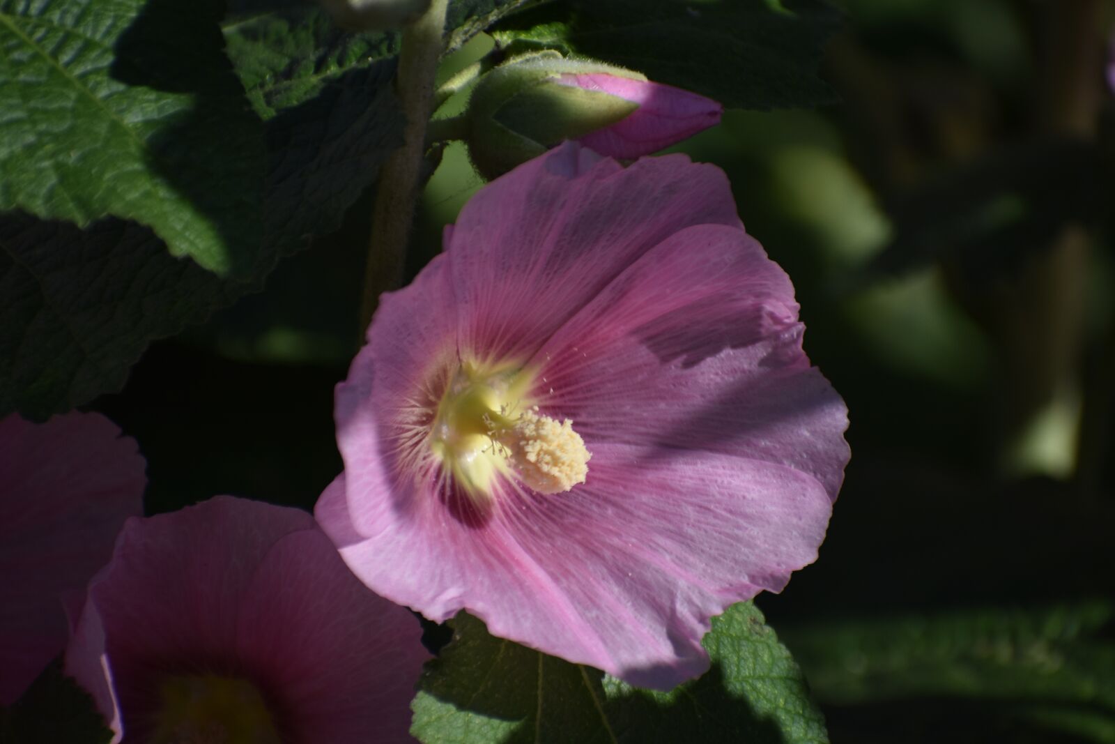 Nikon D3400 sample photo. Flower, macro, garden photography
