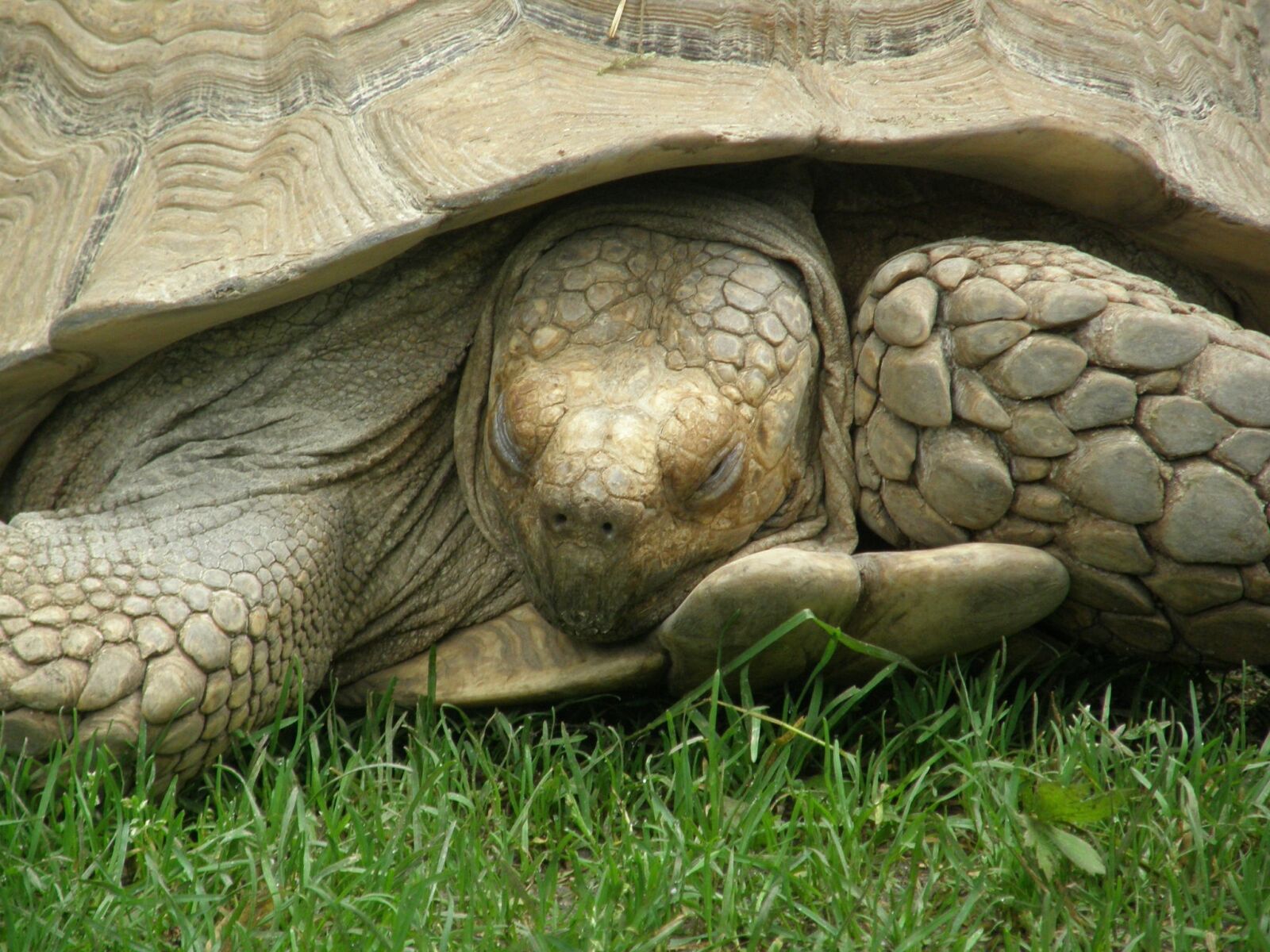Olympus SP550UZ sample photo. Turtle, sleeping, tortoise photography