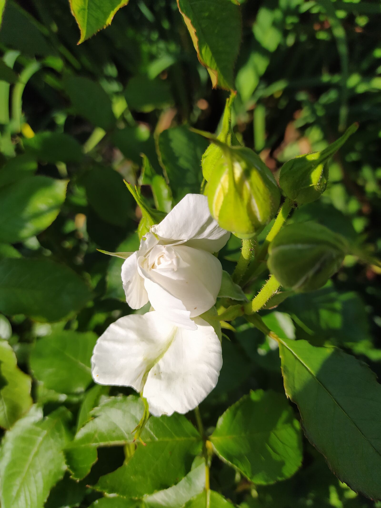 Xiaomi Redmi Note 8T sample photo. Rose, white, flowers photography