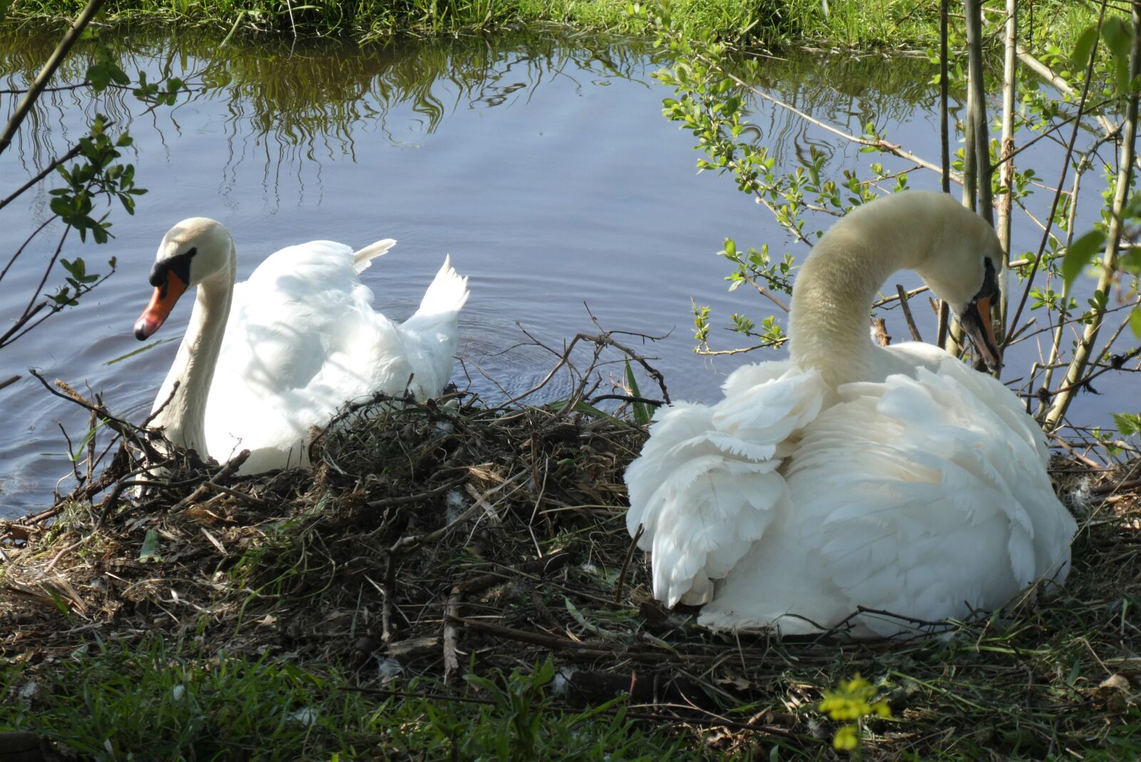 Panasonic Lumix DC-ZS70 (Lumix DC-TZ90) sample photo. Swan, nest, swans photography
