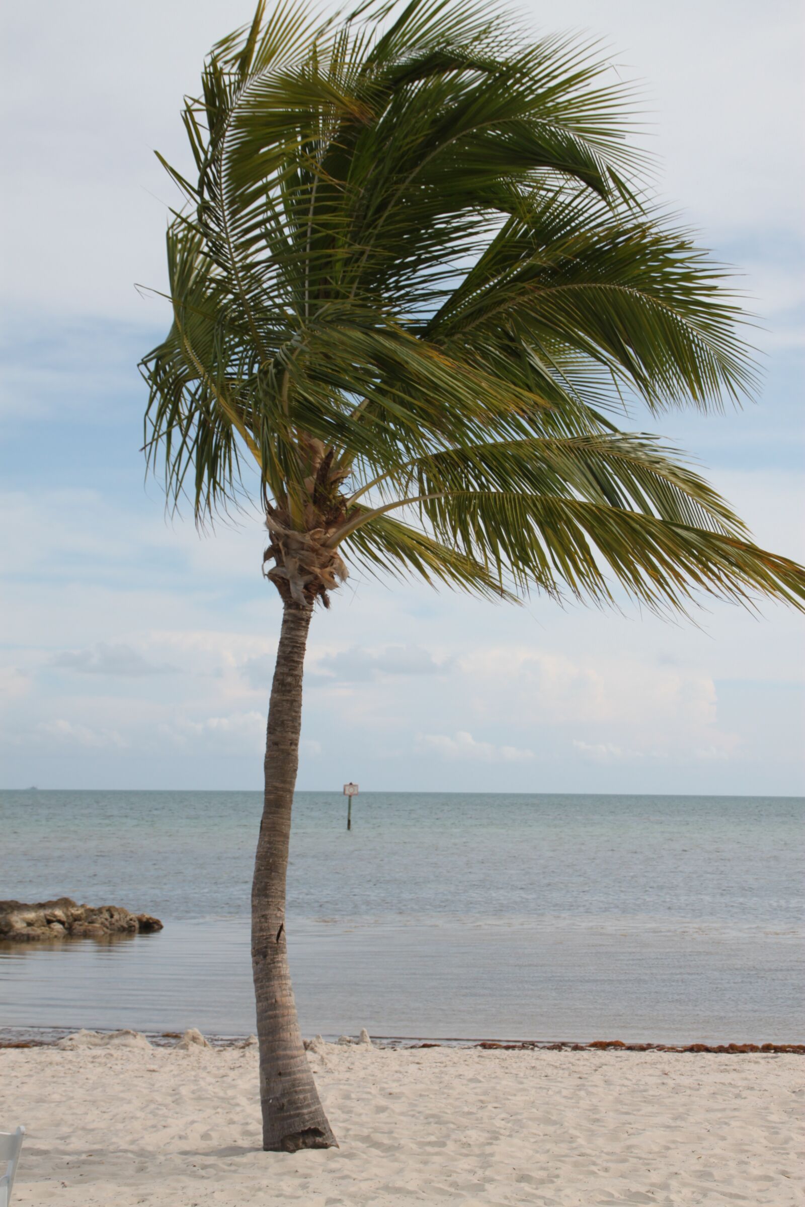 Canon EOS 500D (EOS Rebel T1i / EOS Kiss X3) sample photo. Palm tree, key west photography