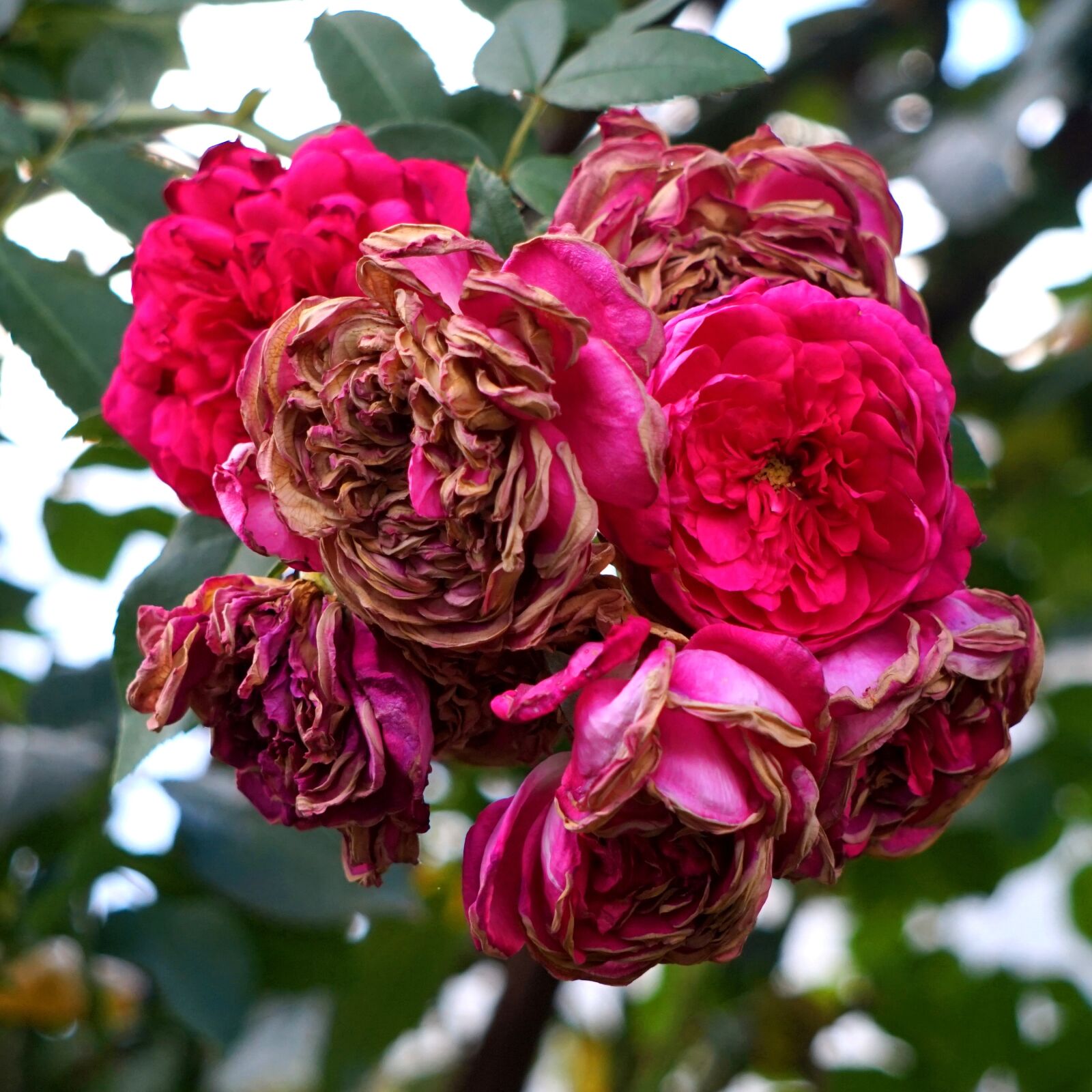 Sony Alpha a5000 (ILCE 5000) + Sony E 55-210mm F4.5-6.3 OSS sample photo. Rose, red, faded photography