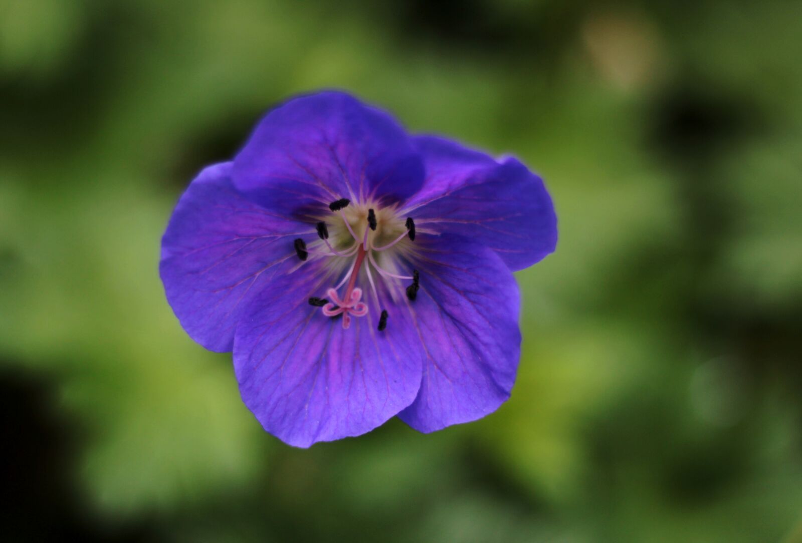 Canon EOS 600D (Rebel EOS T3i / EOS Kiss X5) + Canon EF 50mm F1.8 STM sample photo. Geranium johnsons blue, sky-blue photography