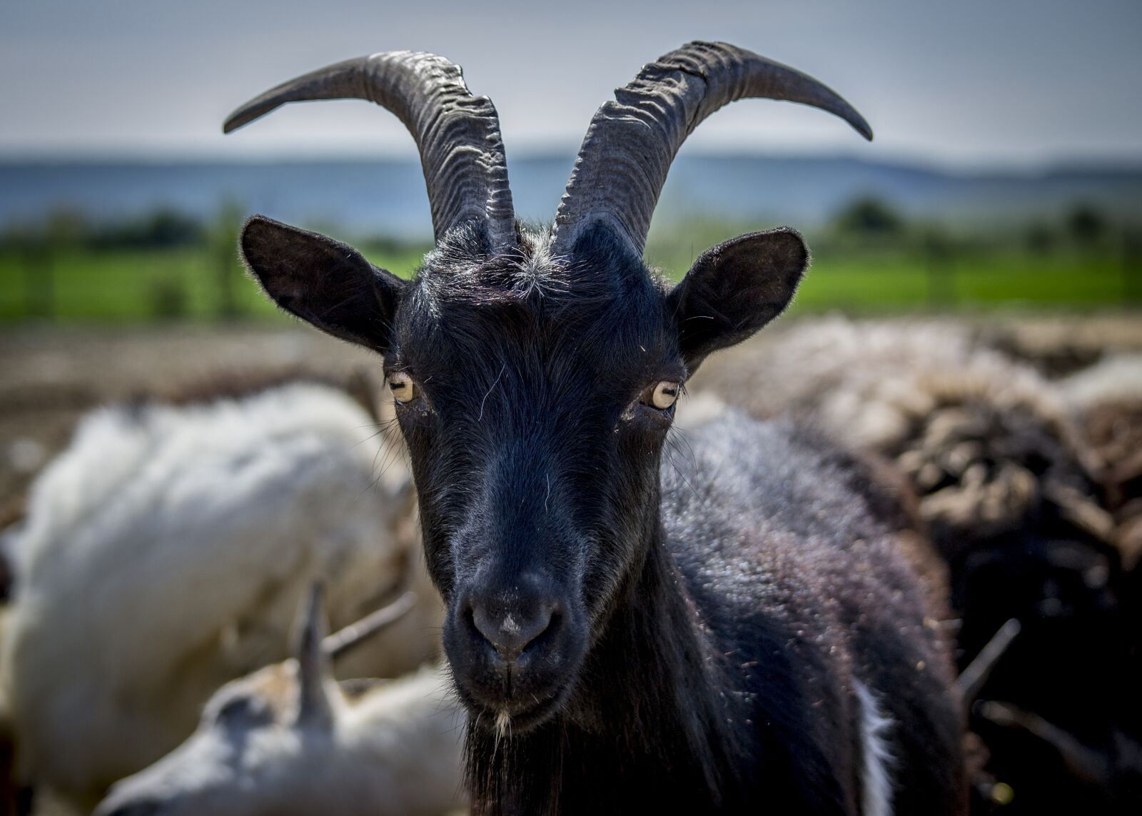 Nikon D3100 sample photo. Goat, black, horn photography