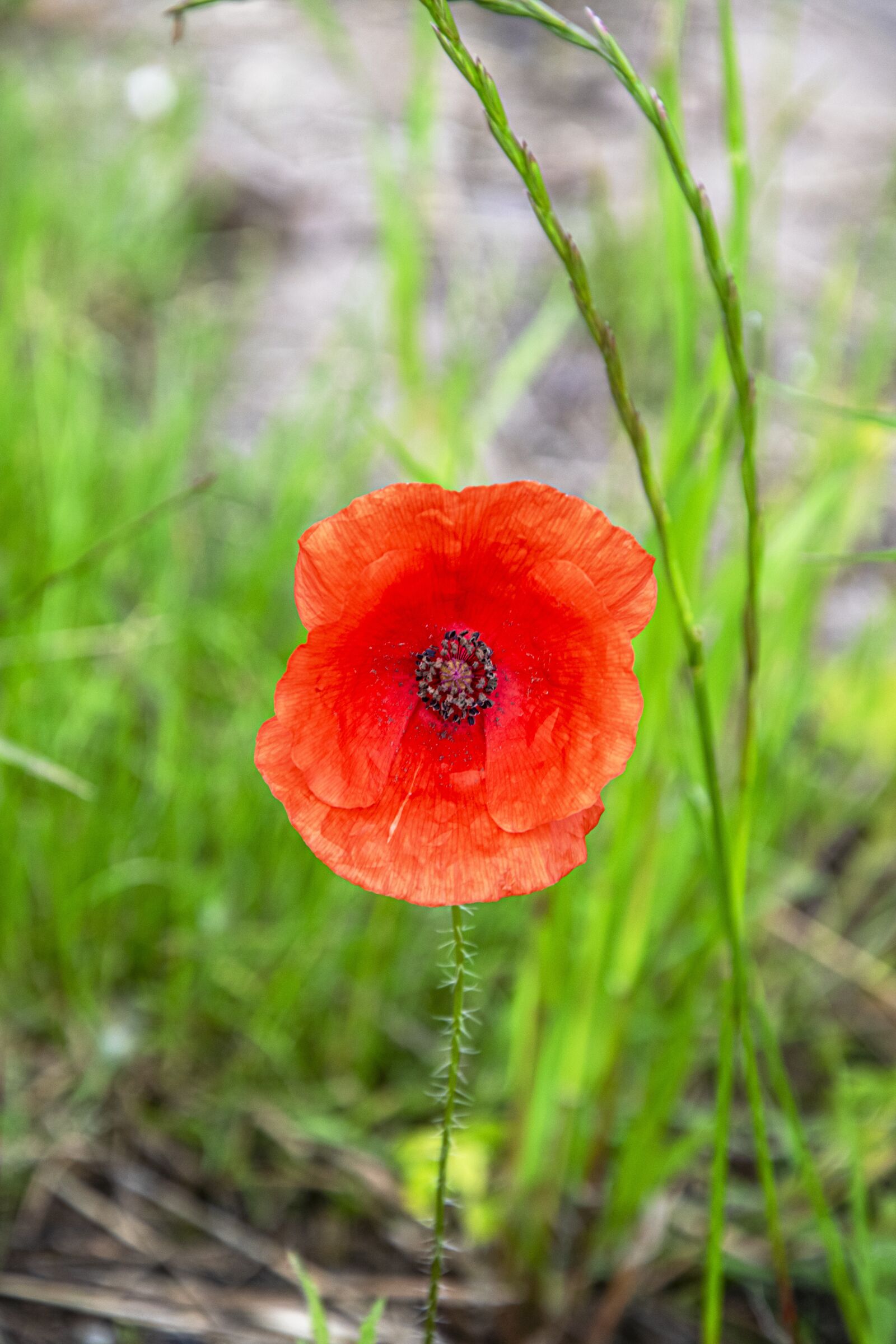 Nikon D5300 sample photo. Poppy, red poppy, flower photography