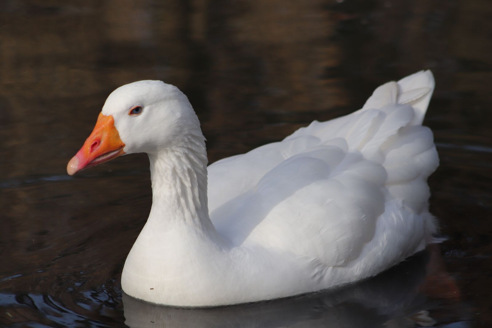 Canon EOS 800D (EOS Rebel T7i / EOS Kiss X9i) sample photo. Pet, domestic goose, goose photography
