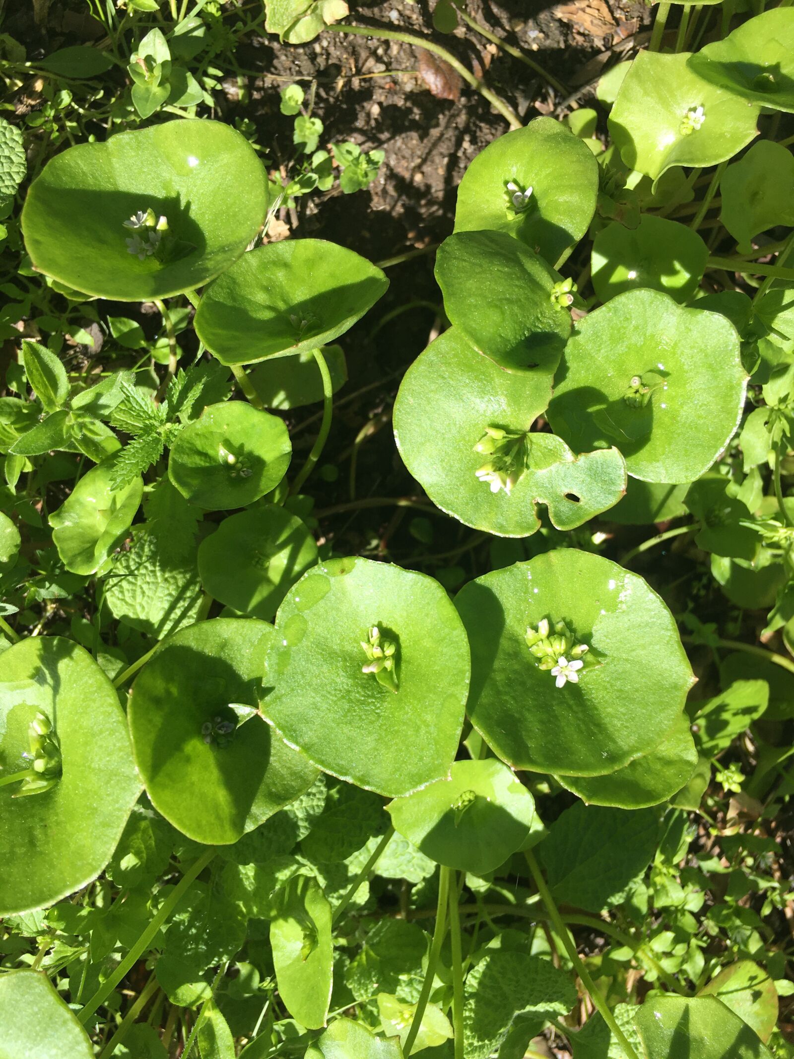 Apple iPhone 6s sample photo. Lily pad, plant, nature photography
