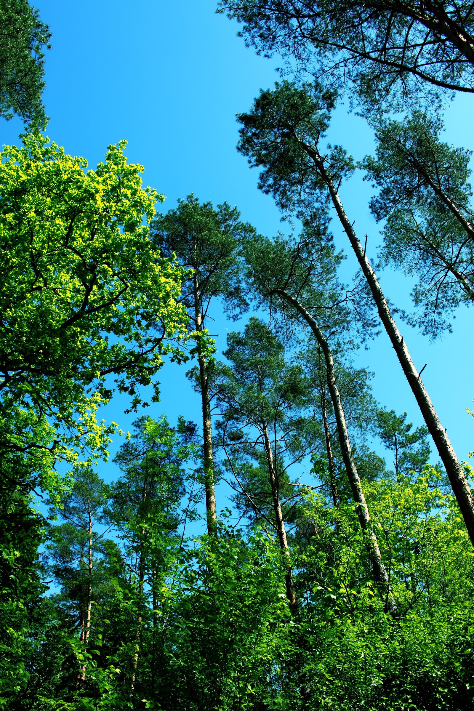 Canon EOS 500D (EOS Rebel T1i / EOS Kiss X3) sample photo. Trees, forest, nature photography