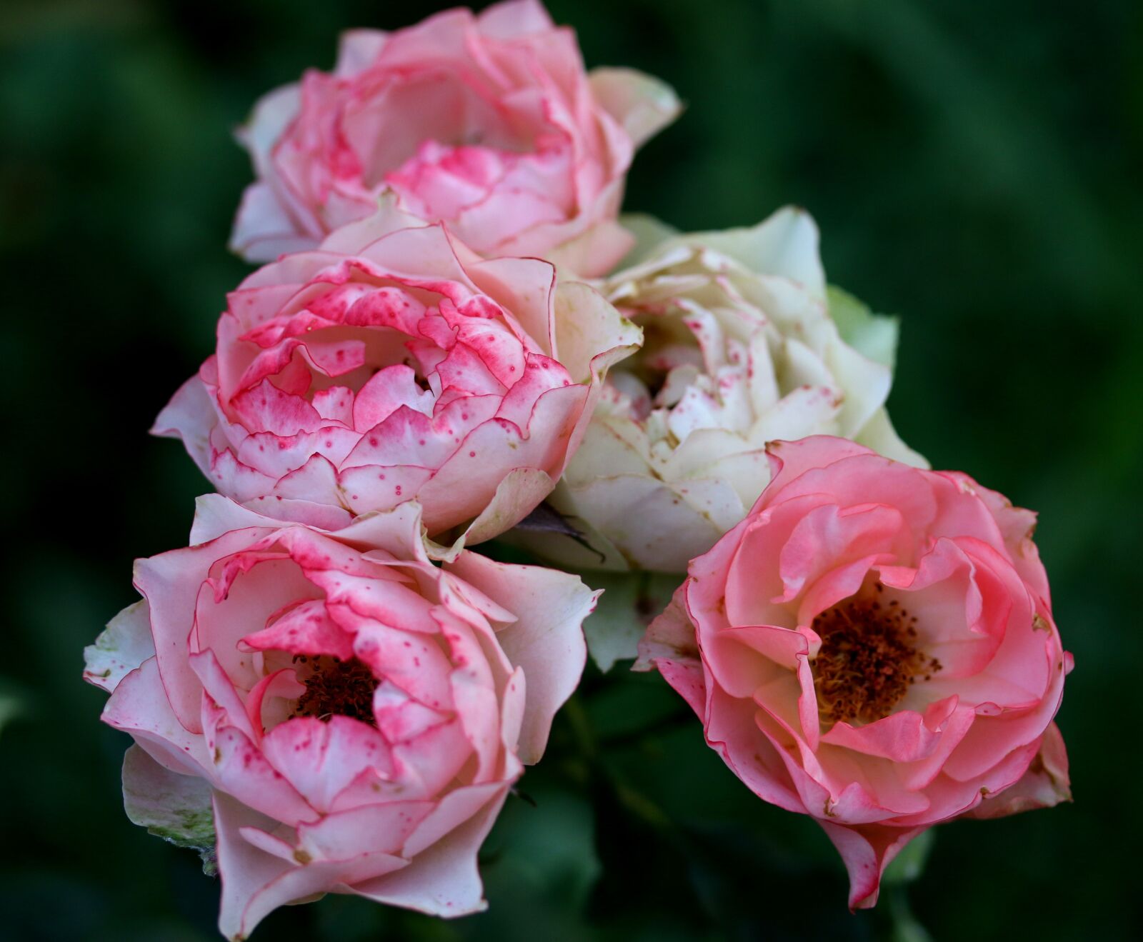 Canon EF-S 60mm F2.8 Macro USM sample photo. Roses, pink, flower photography
