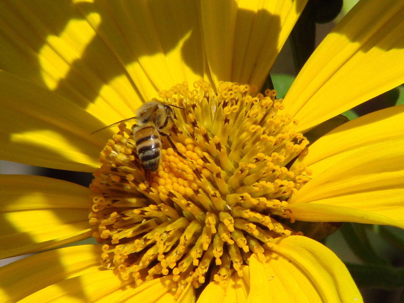 Sony DSC-H5 sample photo. Bee, flower, yellow photography