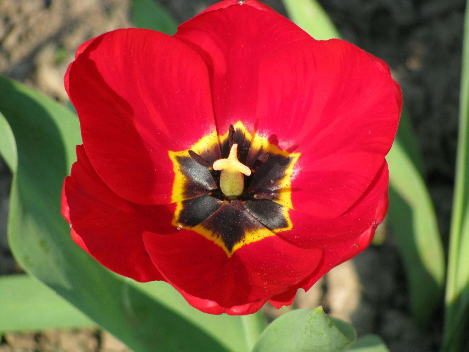 Canon POWERSHOT SX100 IS sample photo. Poppy, plant, flower photography