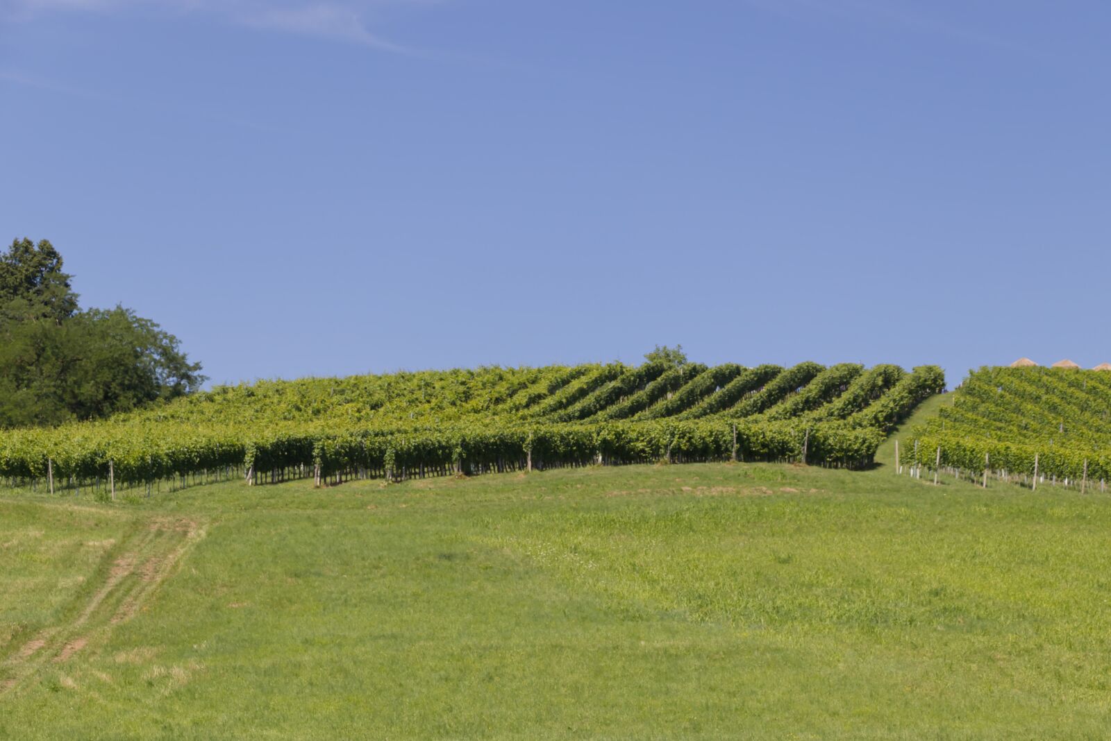 Canon EOS 800D (EOS Rebel T7i / EOS Kiss X9i) sample photo. Wine, vineyard, agriculture photography