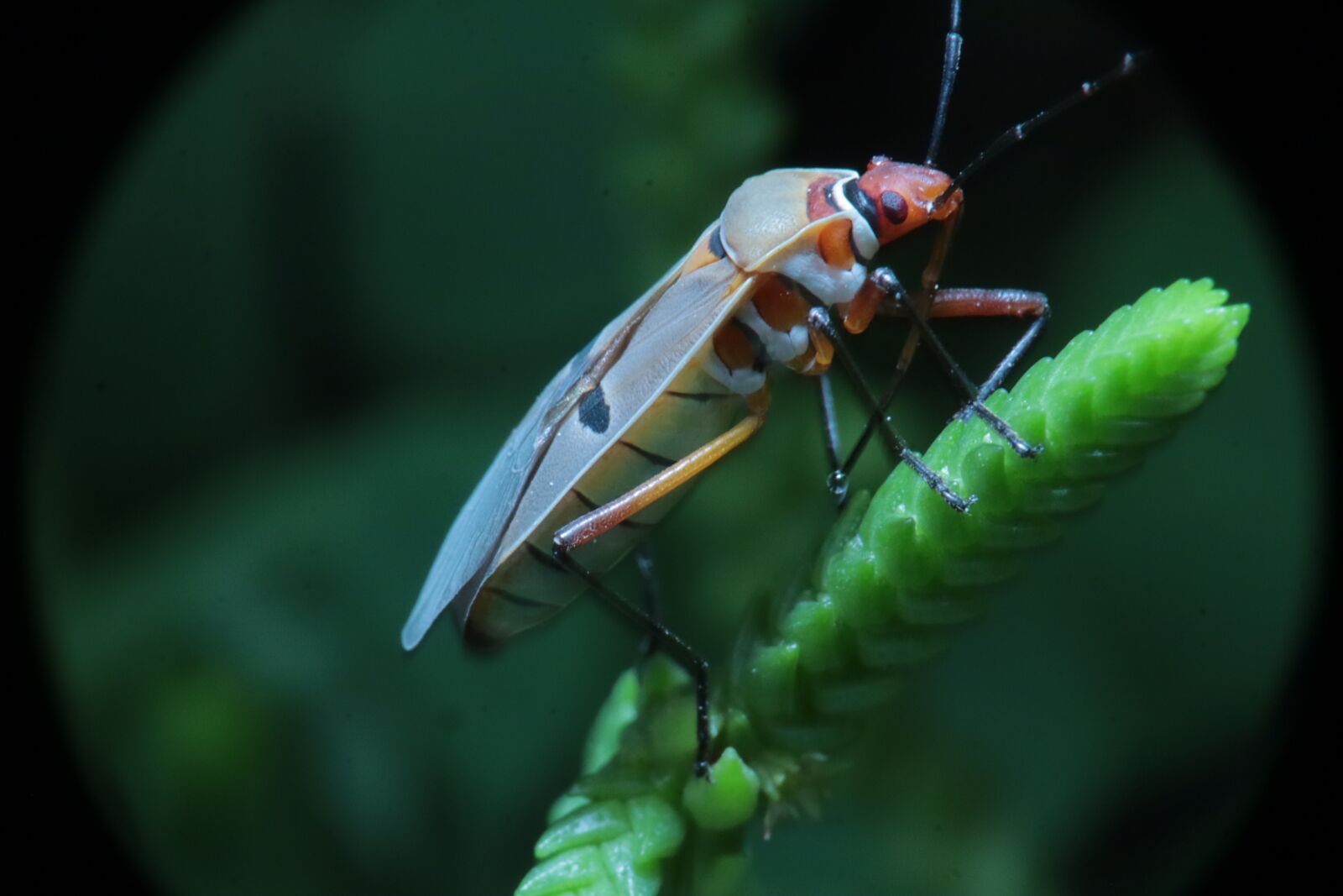 Canon EOS M50 (EOS Kiss M) sample photo. Insect, forest, garden photography