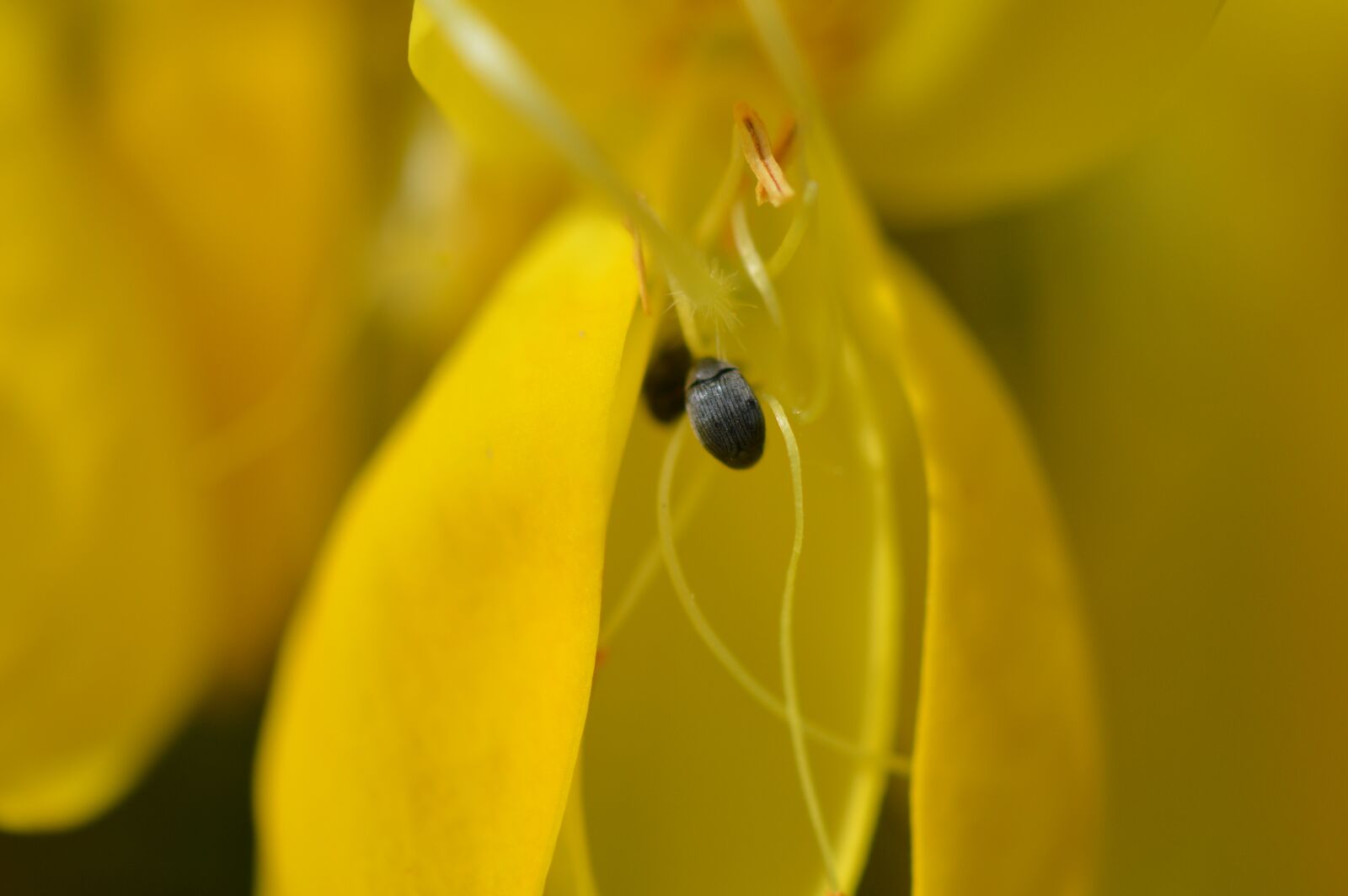 Nikon D3200 sample photo. Pests, bugs, flower photography