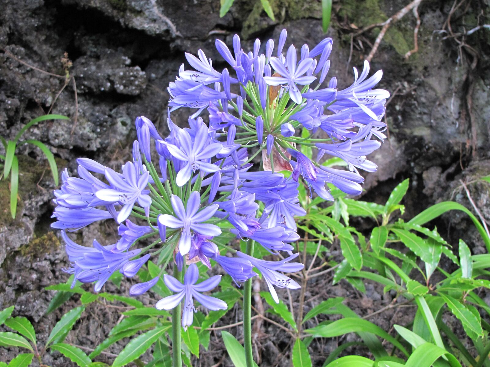 Canon PowerShot SX10 IS sample photo. Flower, nature, plant photography