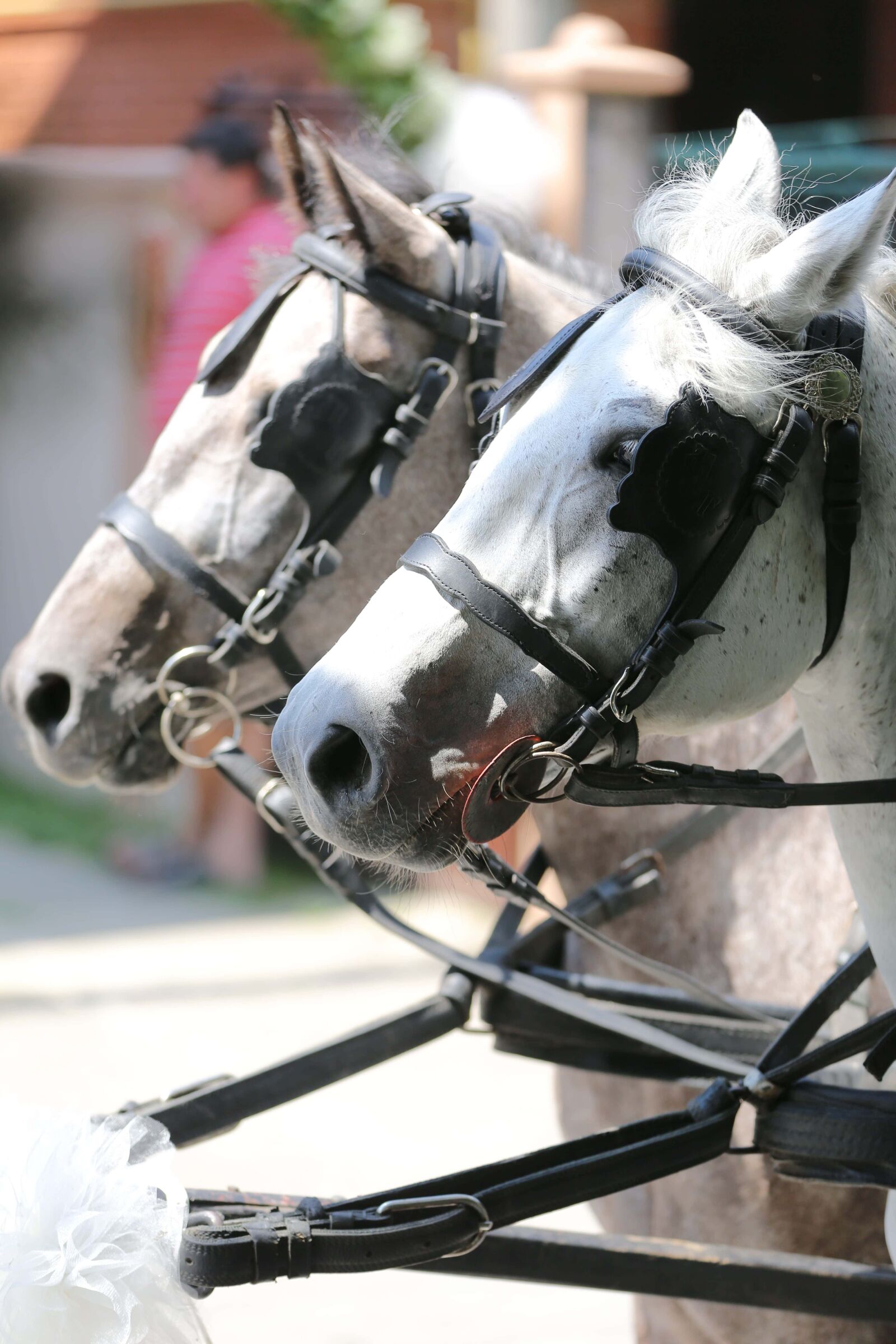 Canon EOS 5D Mark III sample photo. White, horses, head, pair photography